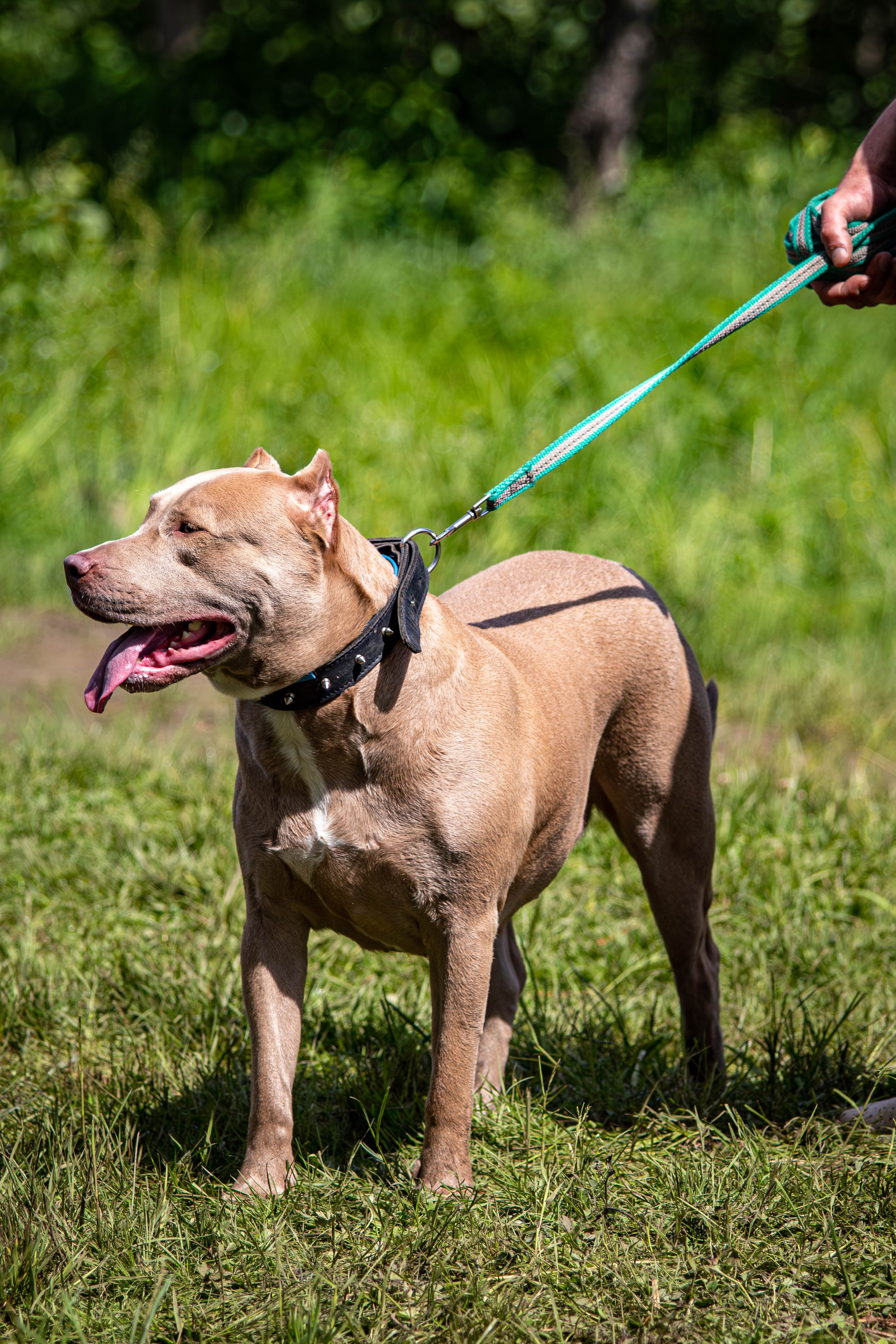 Хвостатый Драйв 2024. Фотограф анималист — Тула, Москва