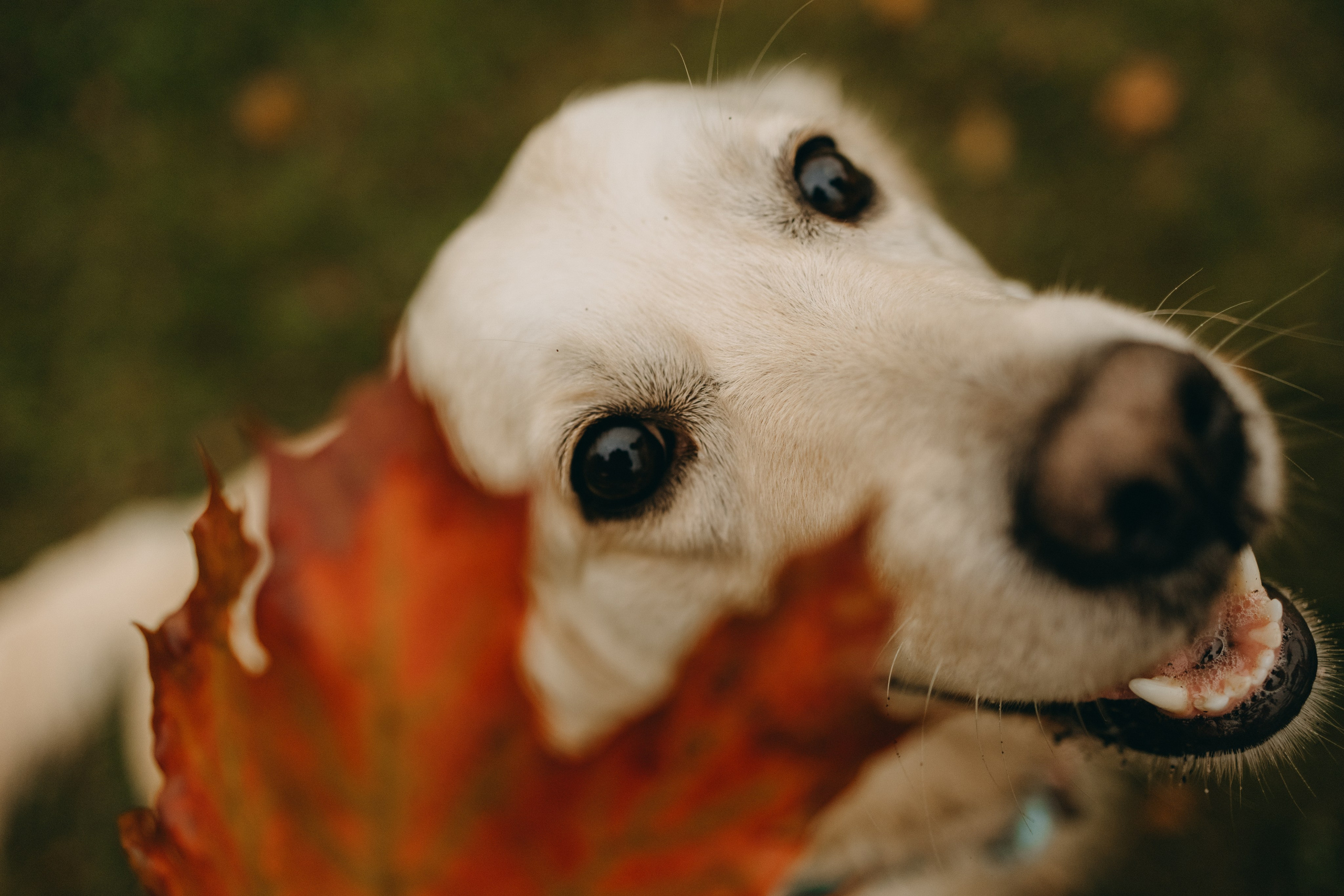Женя и ее девочки. Фотограф — Анималист | Санкт-Петербург