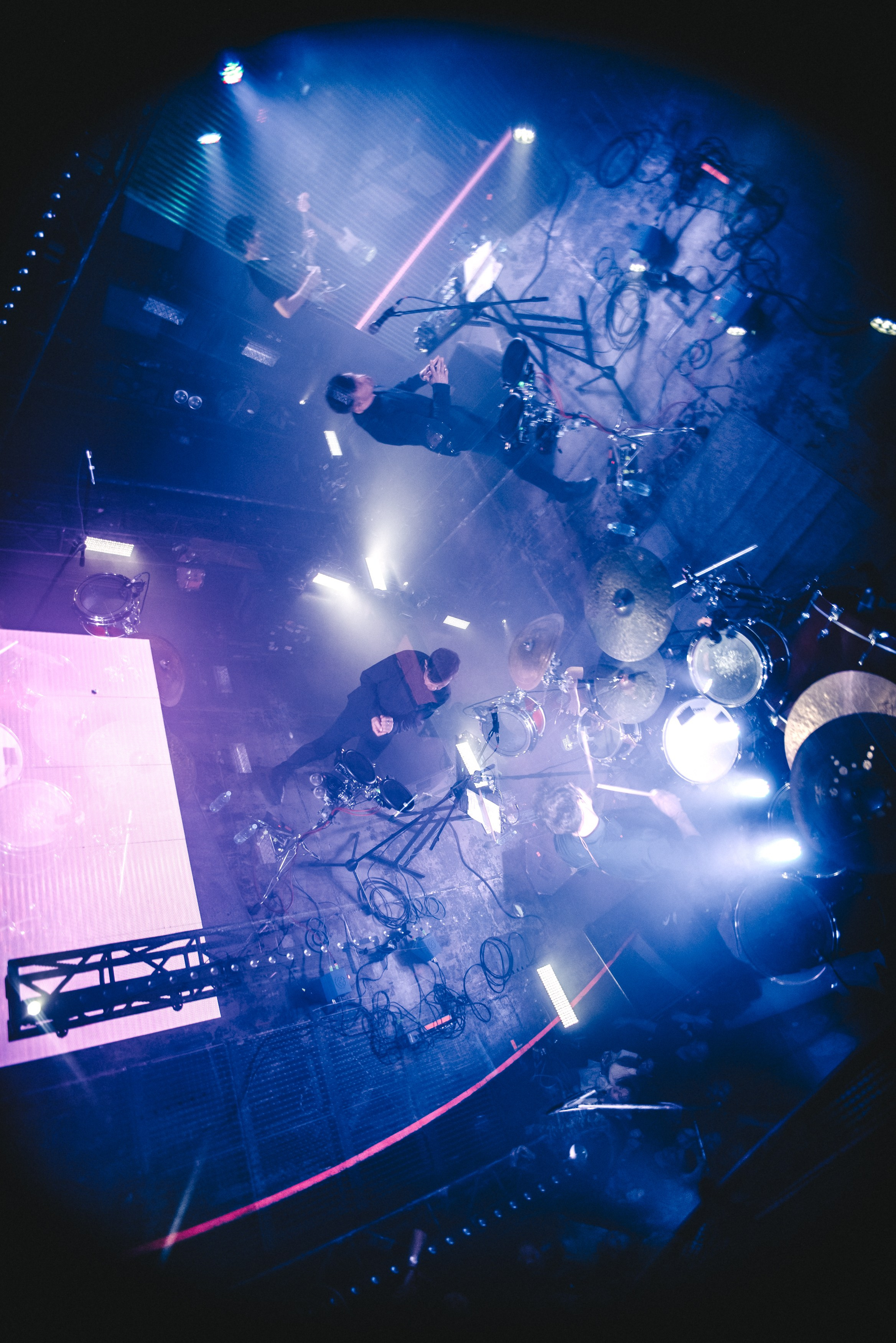 Дельфин | Gaudi. Контент фотограф Илья Урс