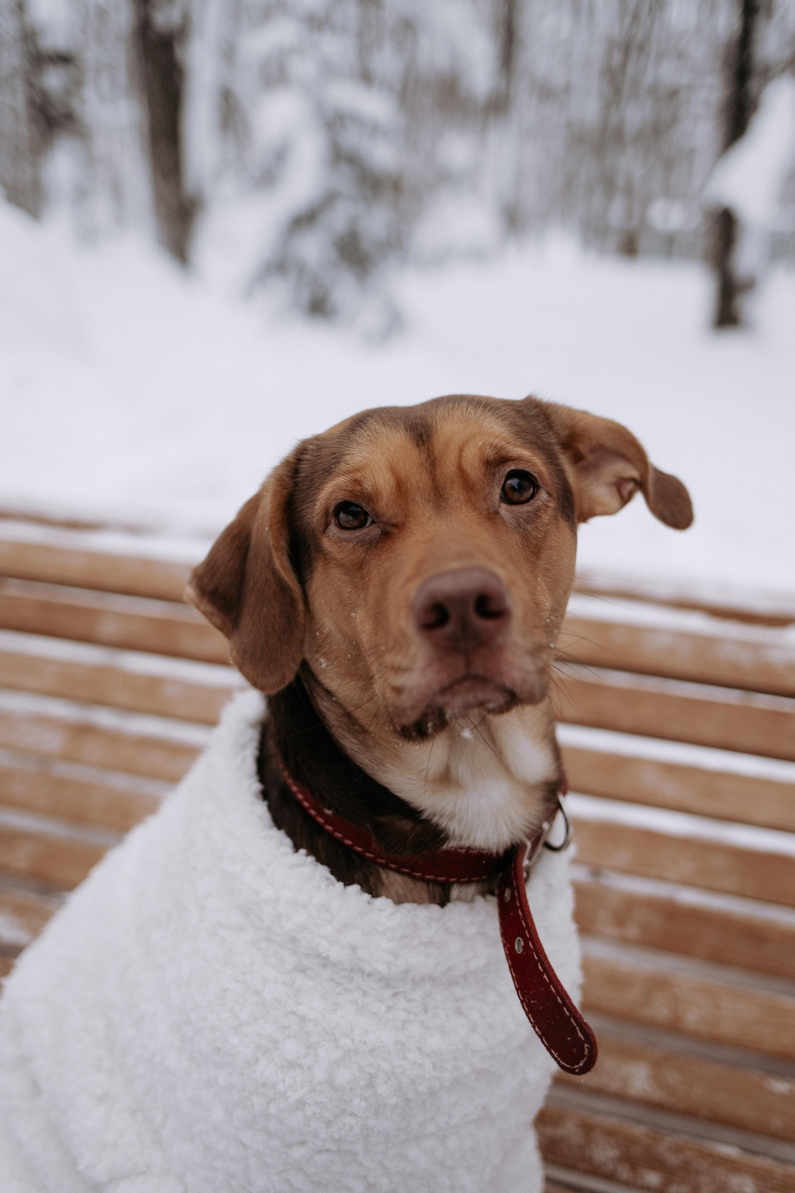 Зимняя love story Димы и Насти. Свадебный фотограф Нижний Новгород