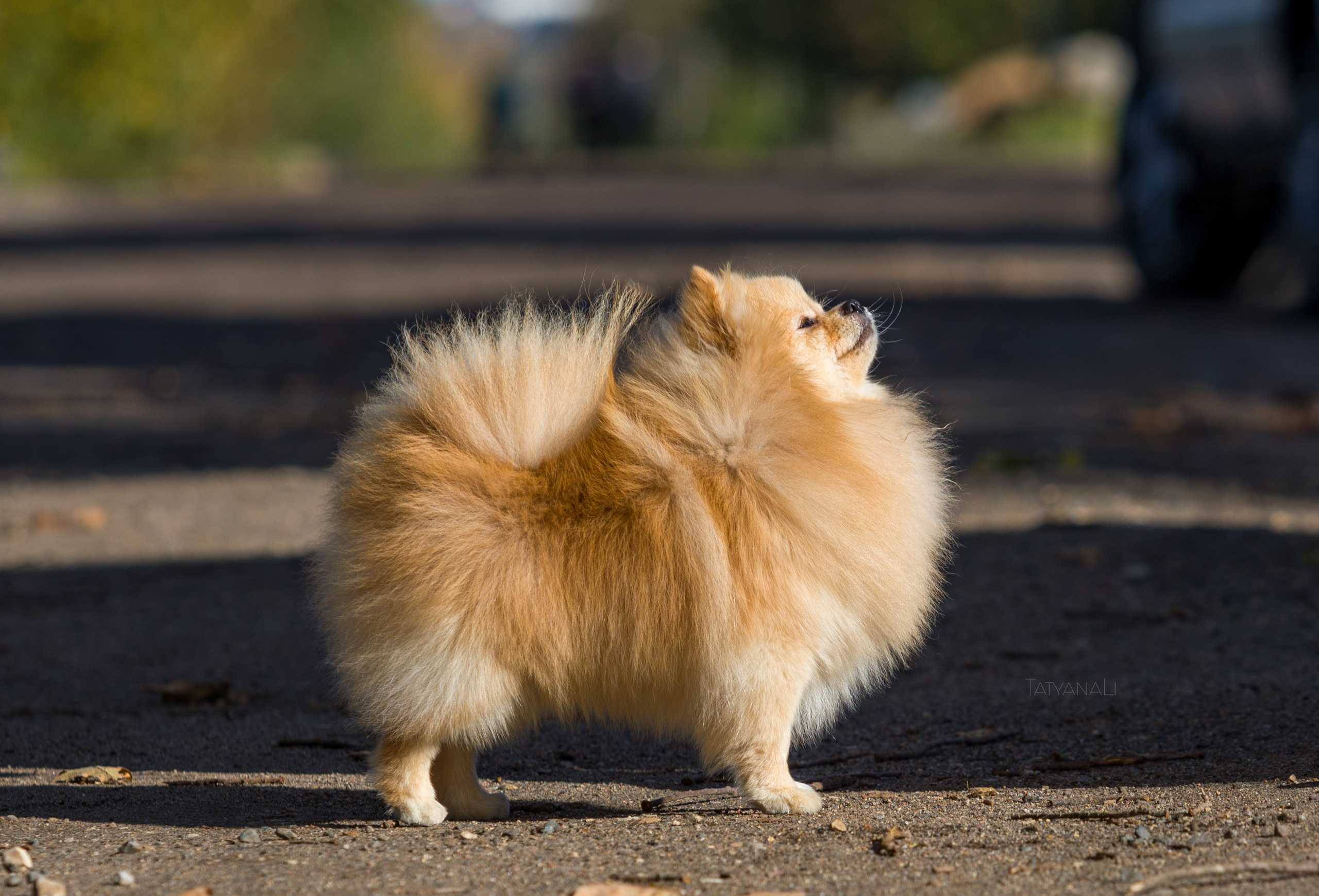 Немецкий шпиц миниатюрный. Фотограф — анималист Татьяна Ли