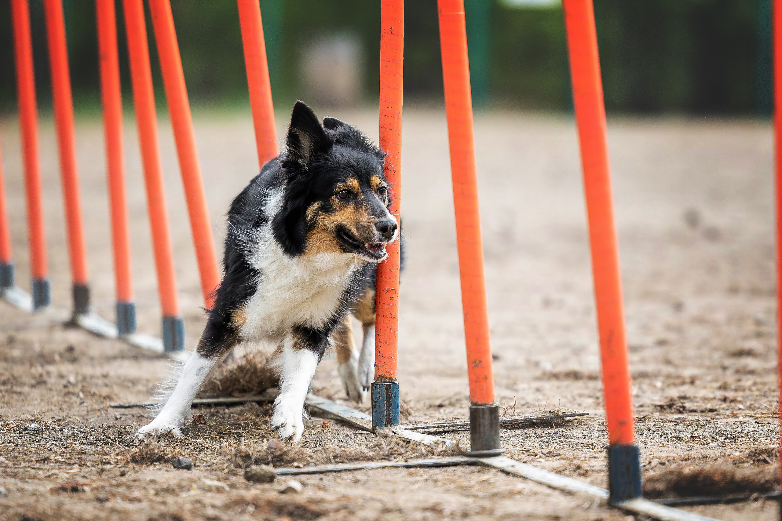 Тренировка аджилити. Фотограф Анималист в Перми Анастасия Остерман