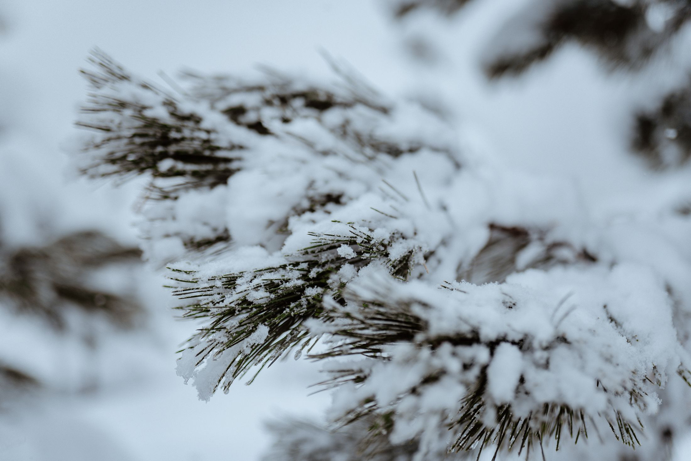 Маша-Алексей. Elopement Wedding Photographer