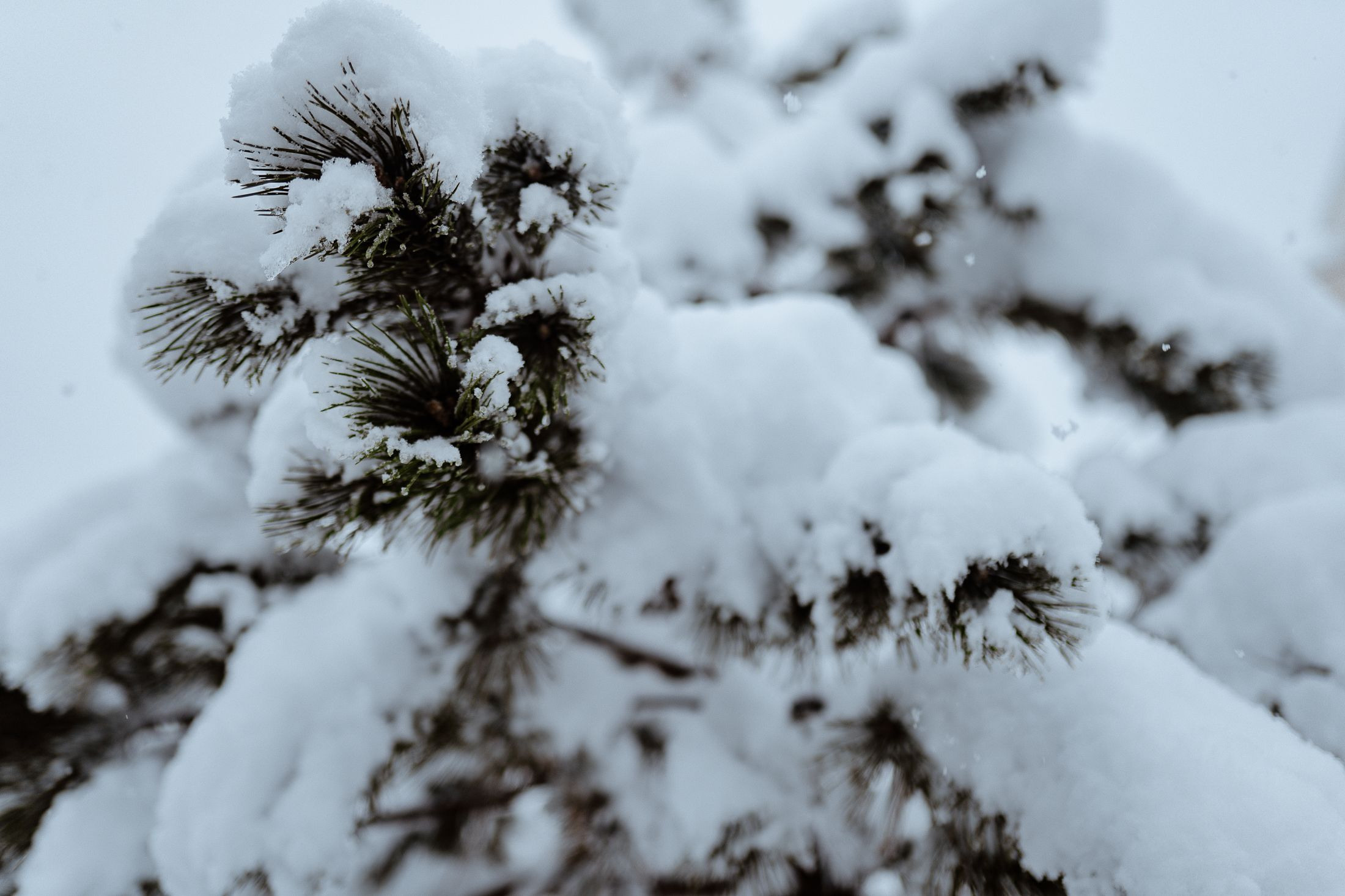 Маша-Алексей. Elopement Wedding Photographer