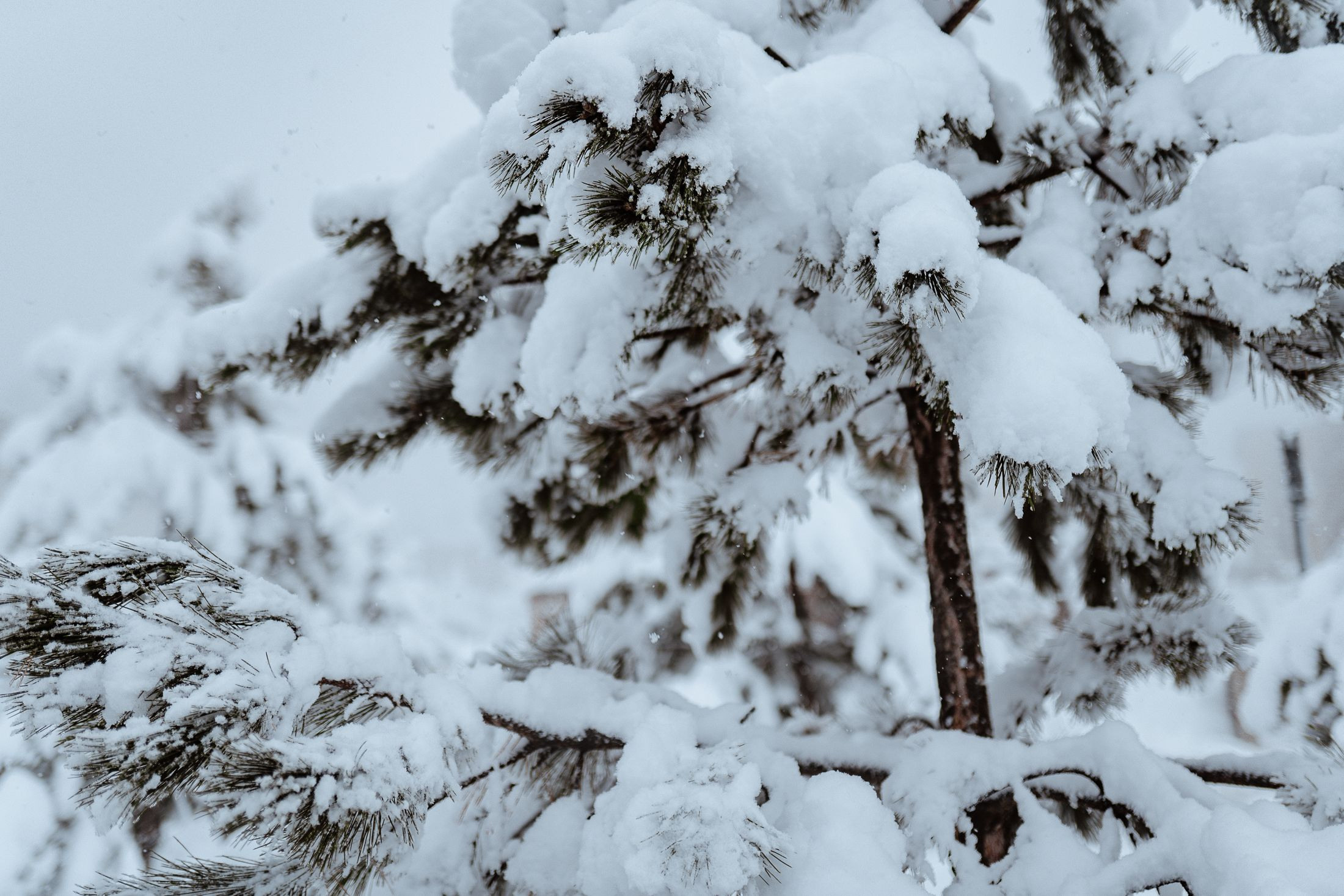 Маша-Алексей. Elopement Wedding Photographer