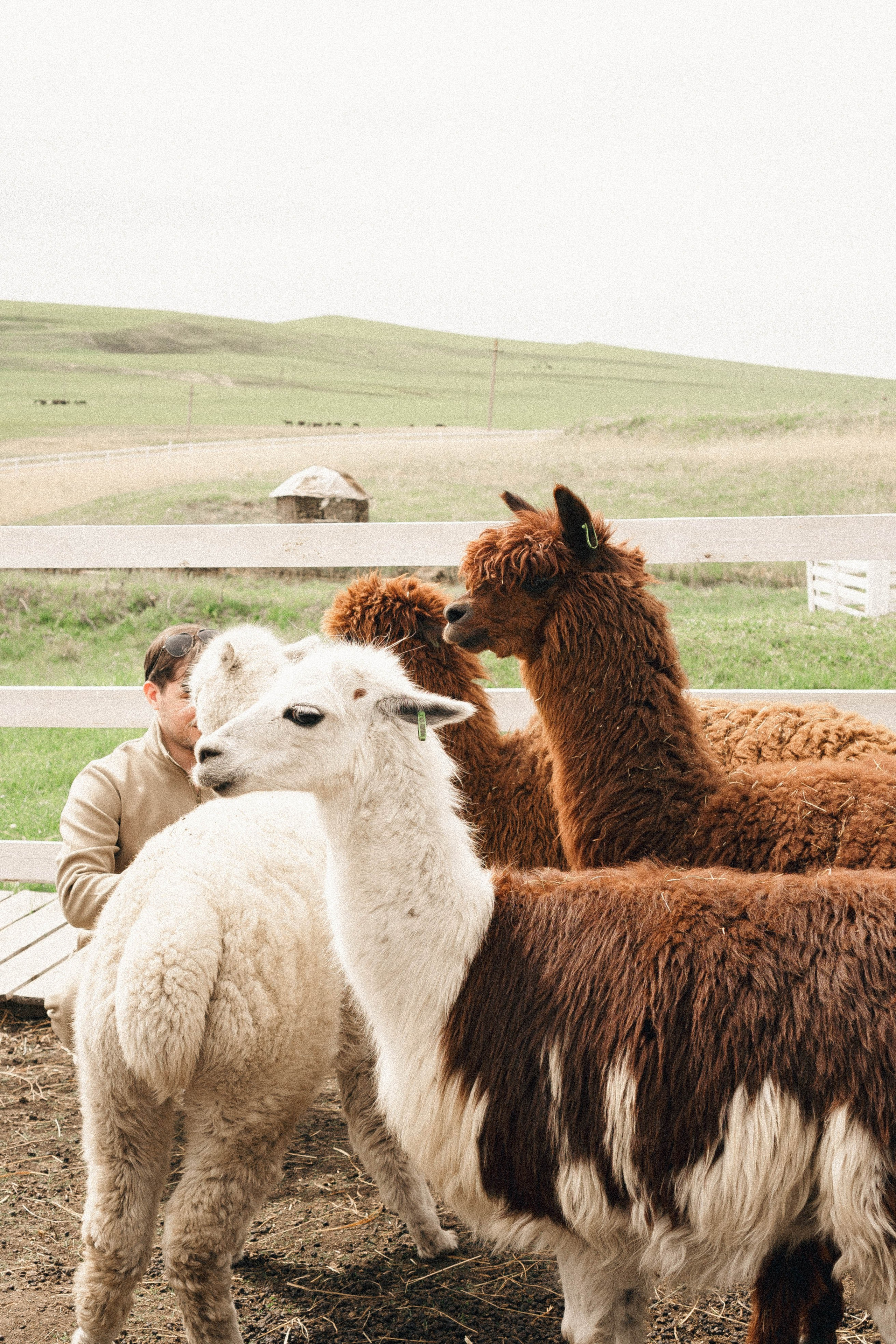 Ферма Альпак. Профессиональный фотограф, Санкт-Петербург — Виктория Богомолова