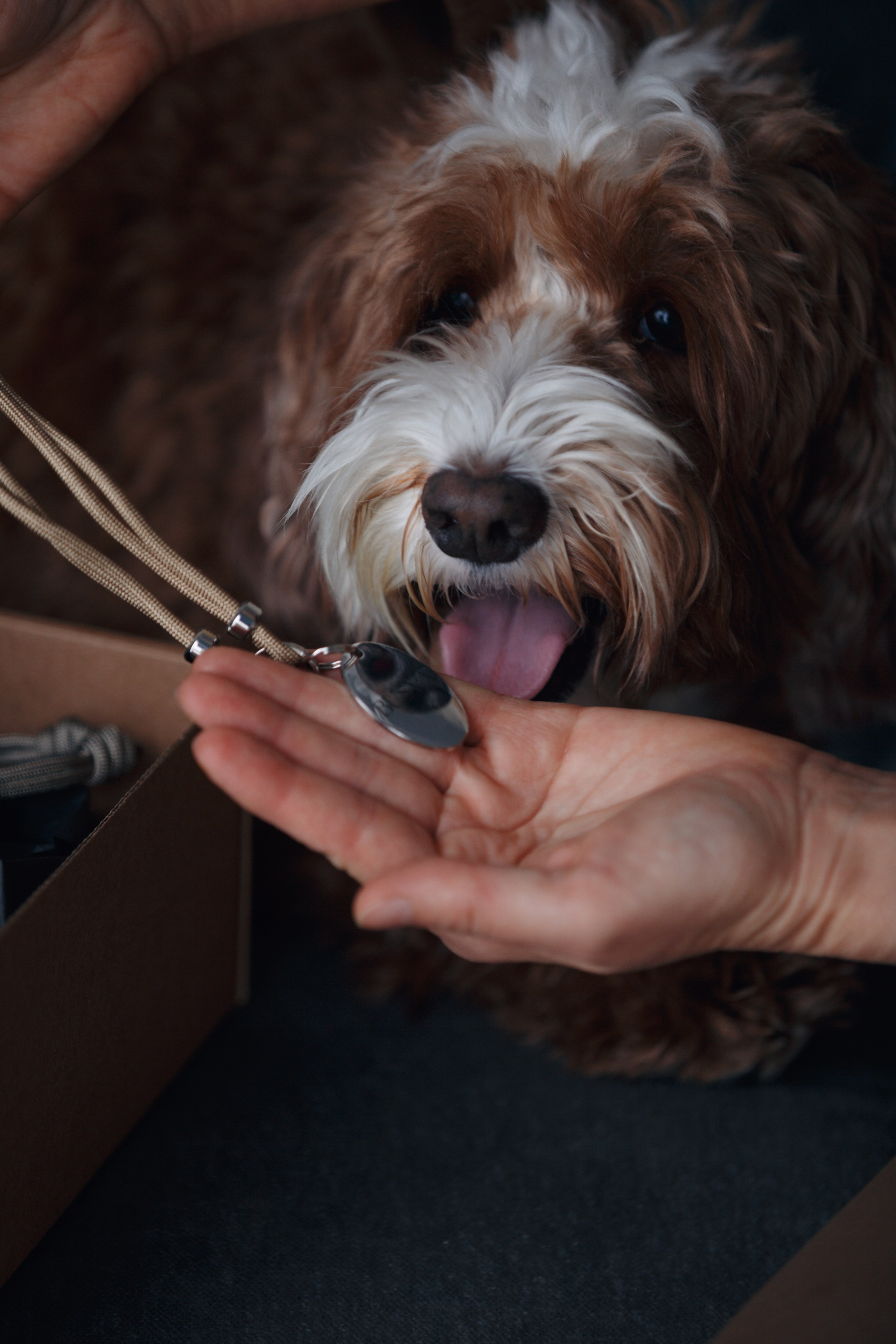 Bmbh лежанки и адресники. Фотограф анималист Кристина Карпова, Москва