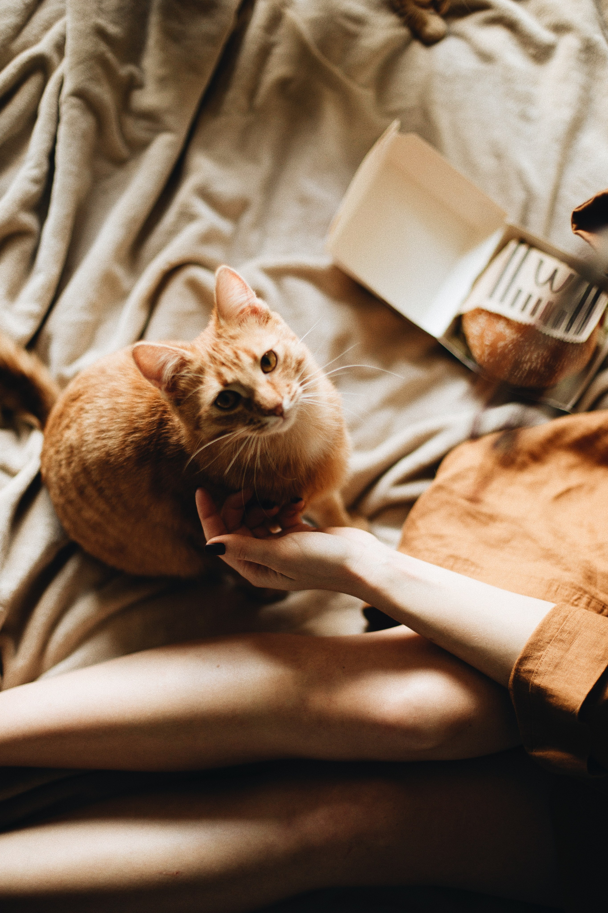 Катя, Булочка и Пирожок дома. Фотограф анималист Кристина Карпова, Москва