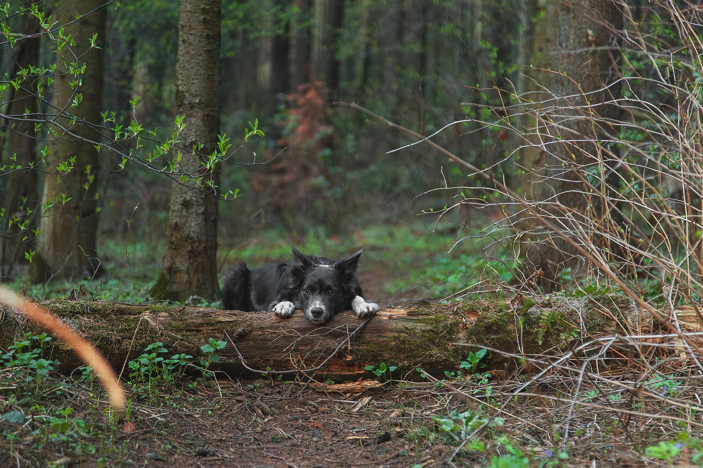 Бордер колли Джедис, Ривия, Булли Персей. Htykk_photo