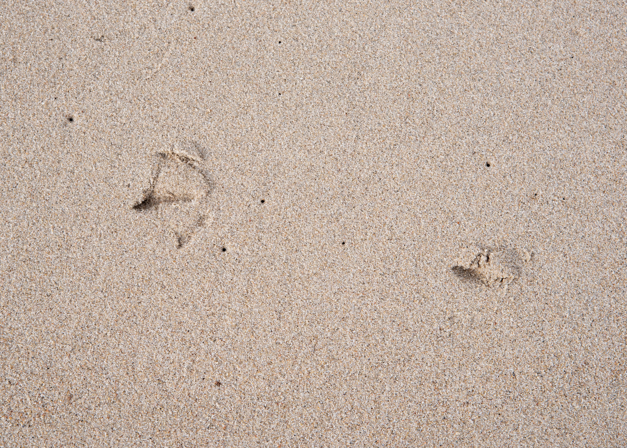 Калининград, Светлогорск. Фотограф Юлия Зимина