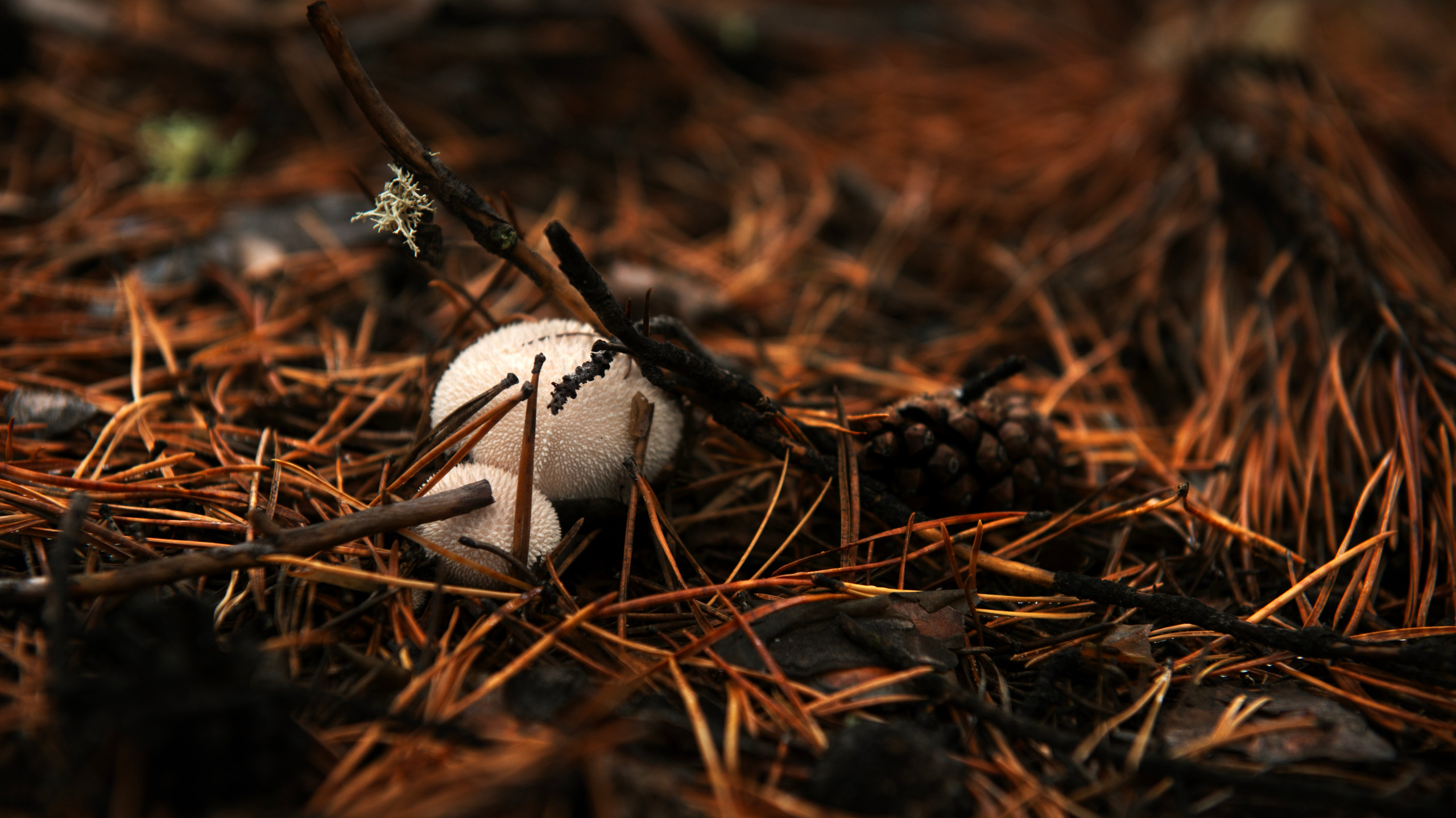 Ну вот как эту красоту не показать? А точнее, как о ней рассказать, если не показать?. Предметный фотограф и ретушер Улан-Удэ Алла Белова