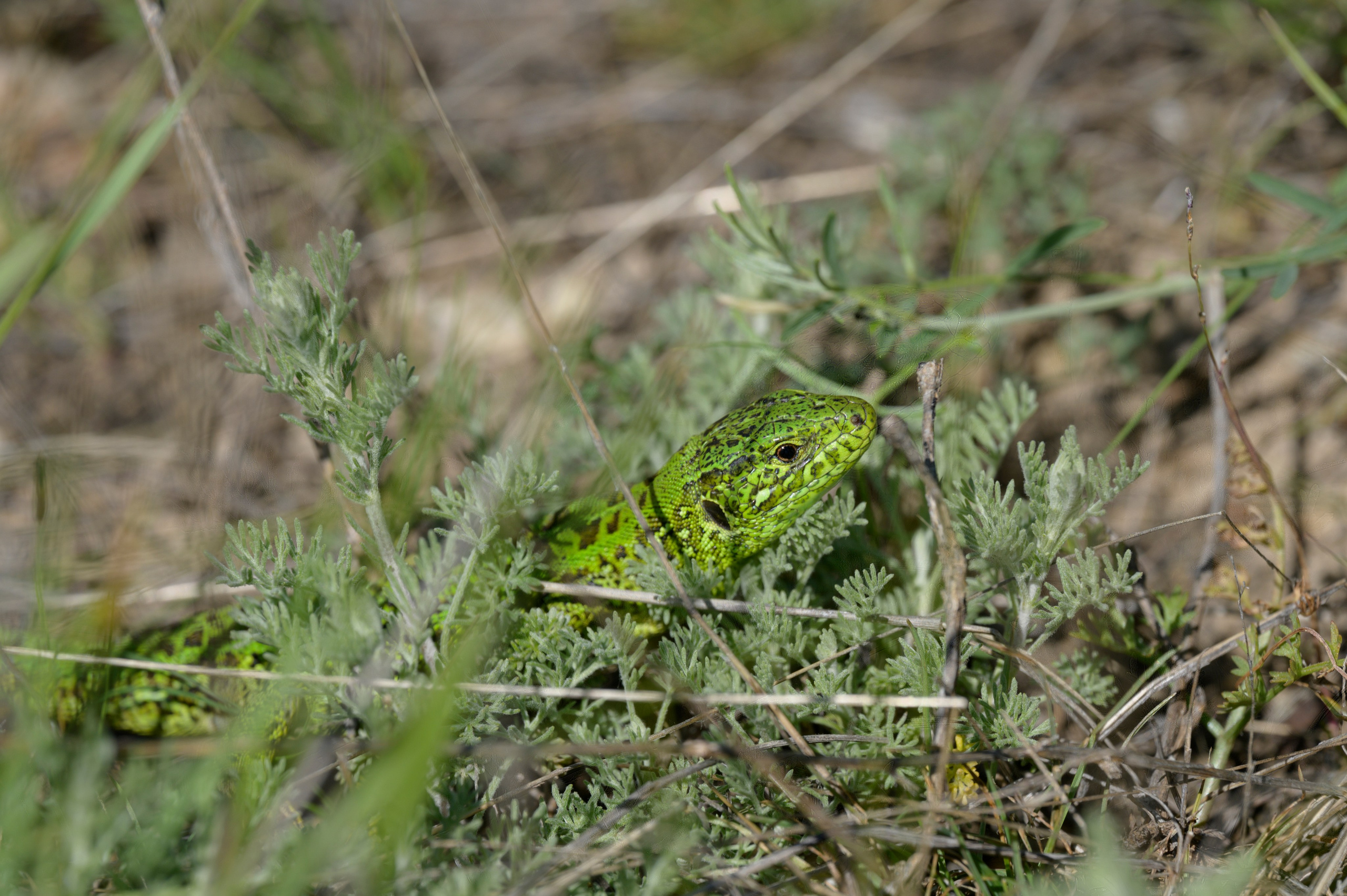 Оренбуржье. Портретный фотограф в Челябинске Катерина Руди
