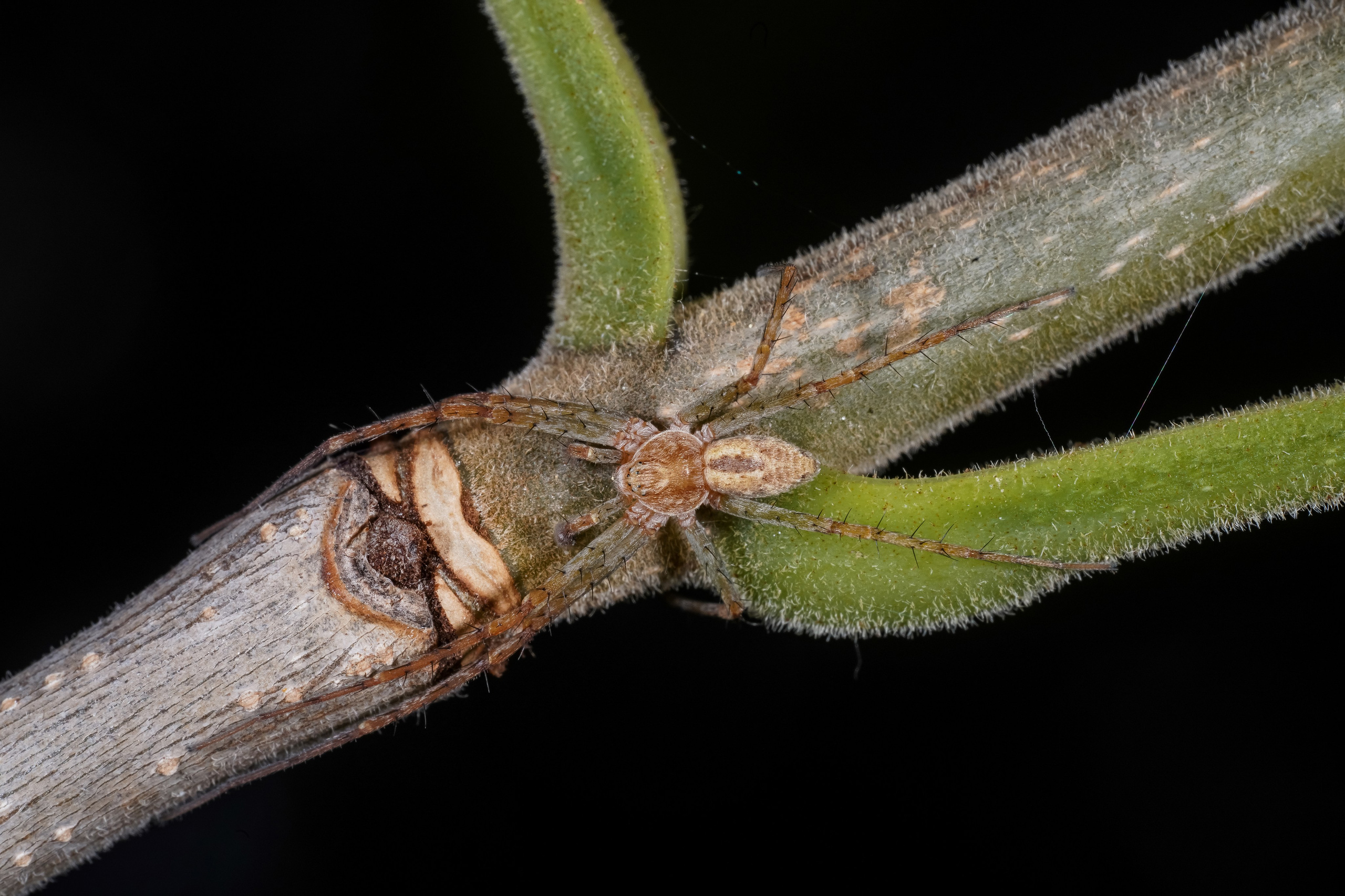 МАКРО. Фотограф в Алматы Артемий Матюнин