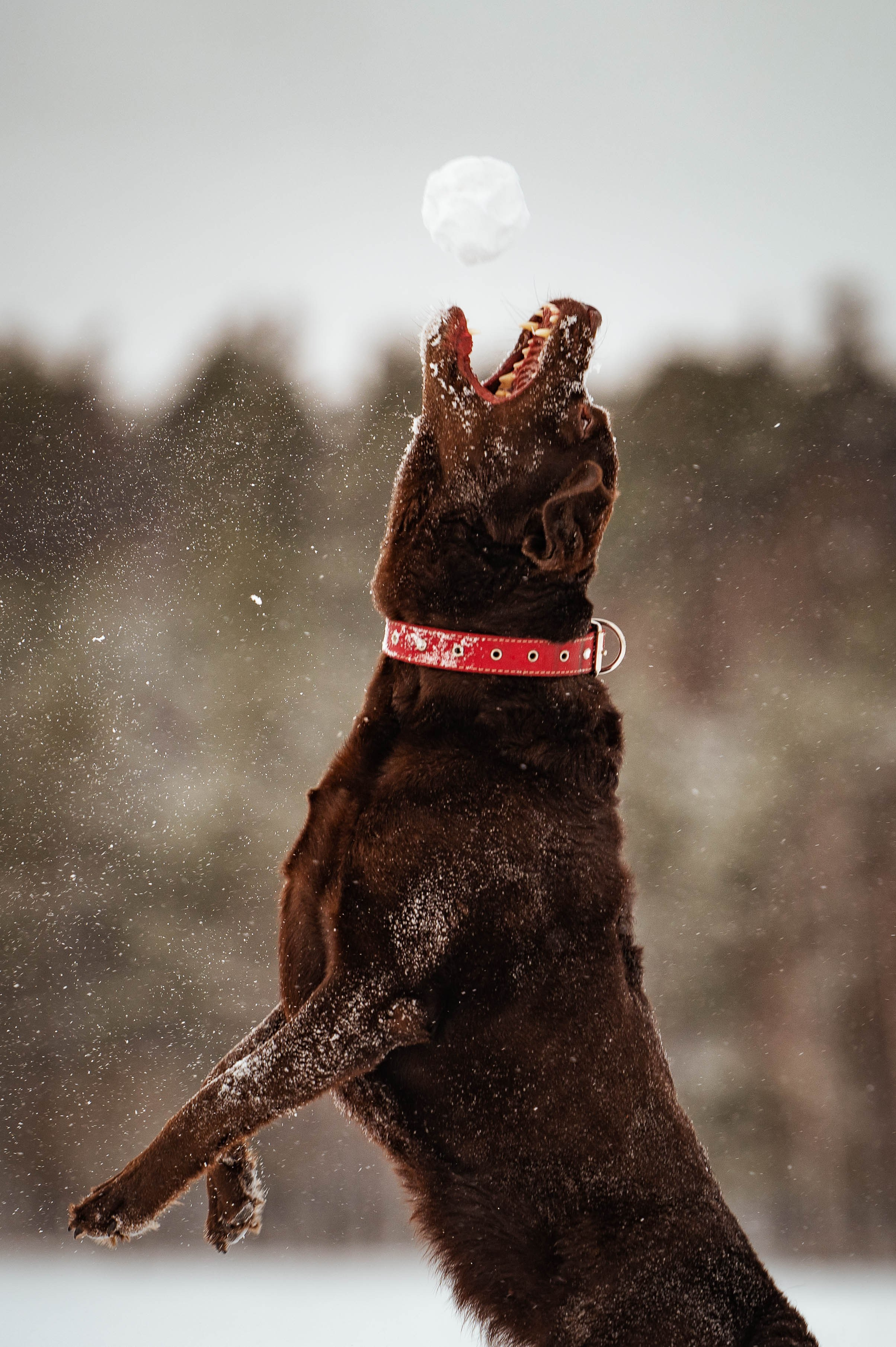Прогулка на Лыткаринском карьере. Фотограф-анималист
