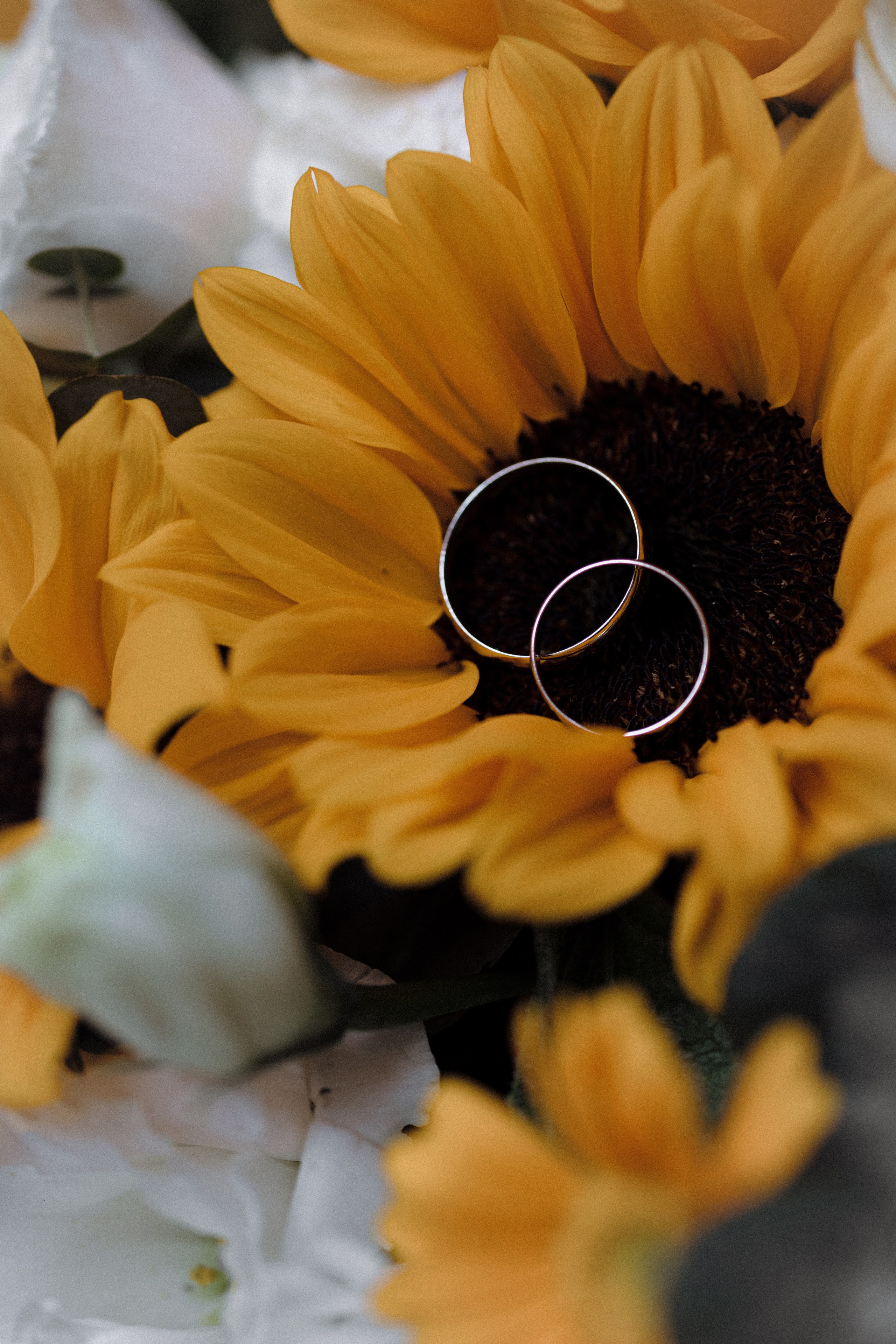 Портфолио свадебного фотографа в Москве. Фотосессия с лошадьми Москва. Фотограф на свадьбу в Москве. Свадебная фотосессия на черном фоне. Фотограф в Москве Валерия Рожкова