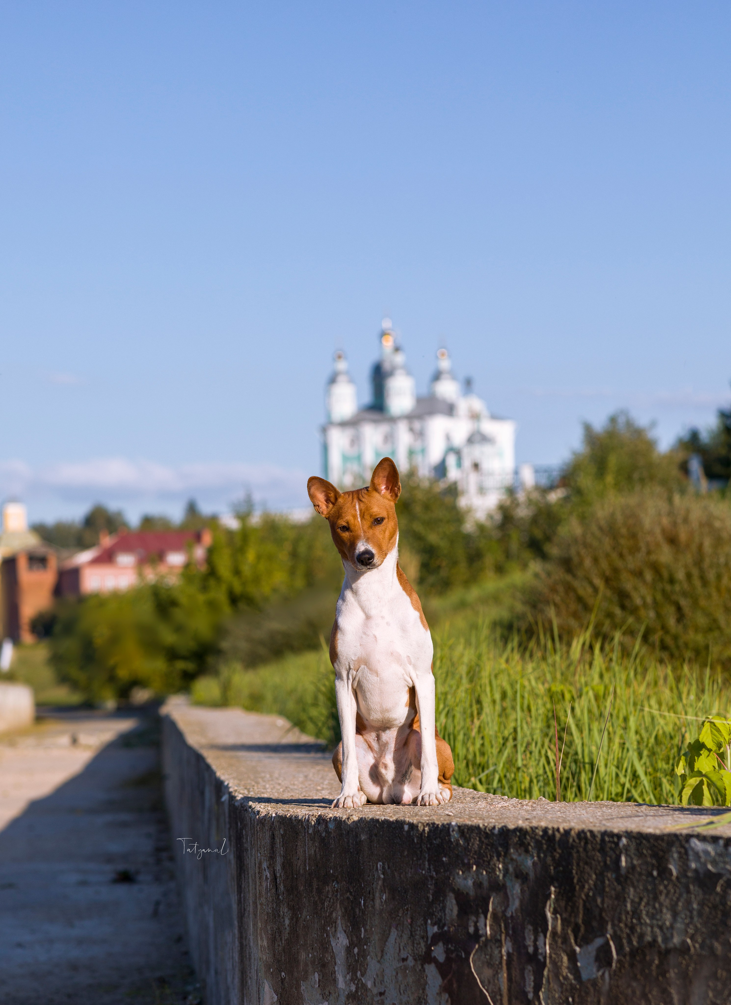 Басенджи. Фотограф — анималист Татьяна Ли