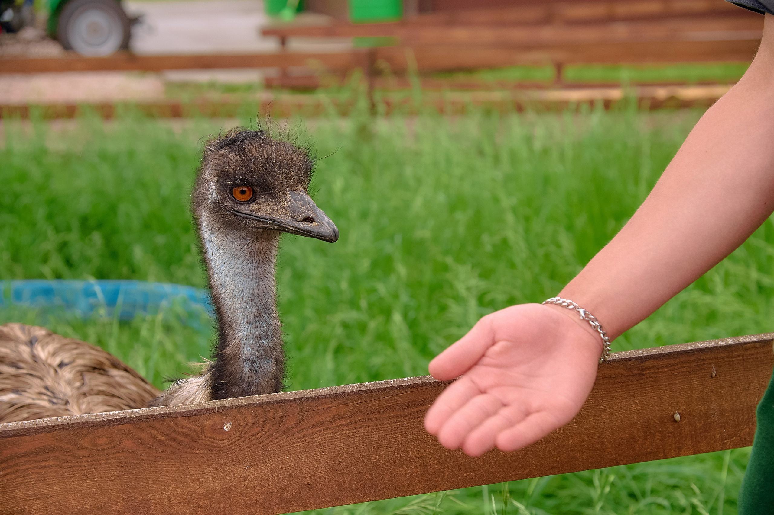 Ранчо «Шарье». Сеть магазинов «Калина-Малина». Фотограф Яковлев Роман — Красноярск