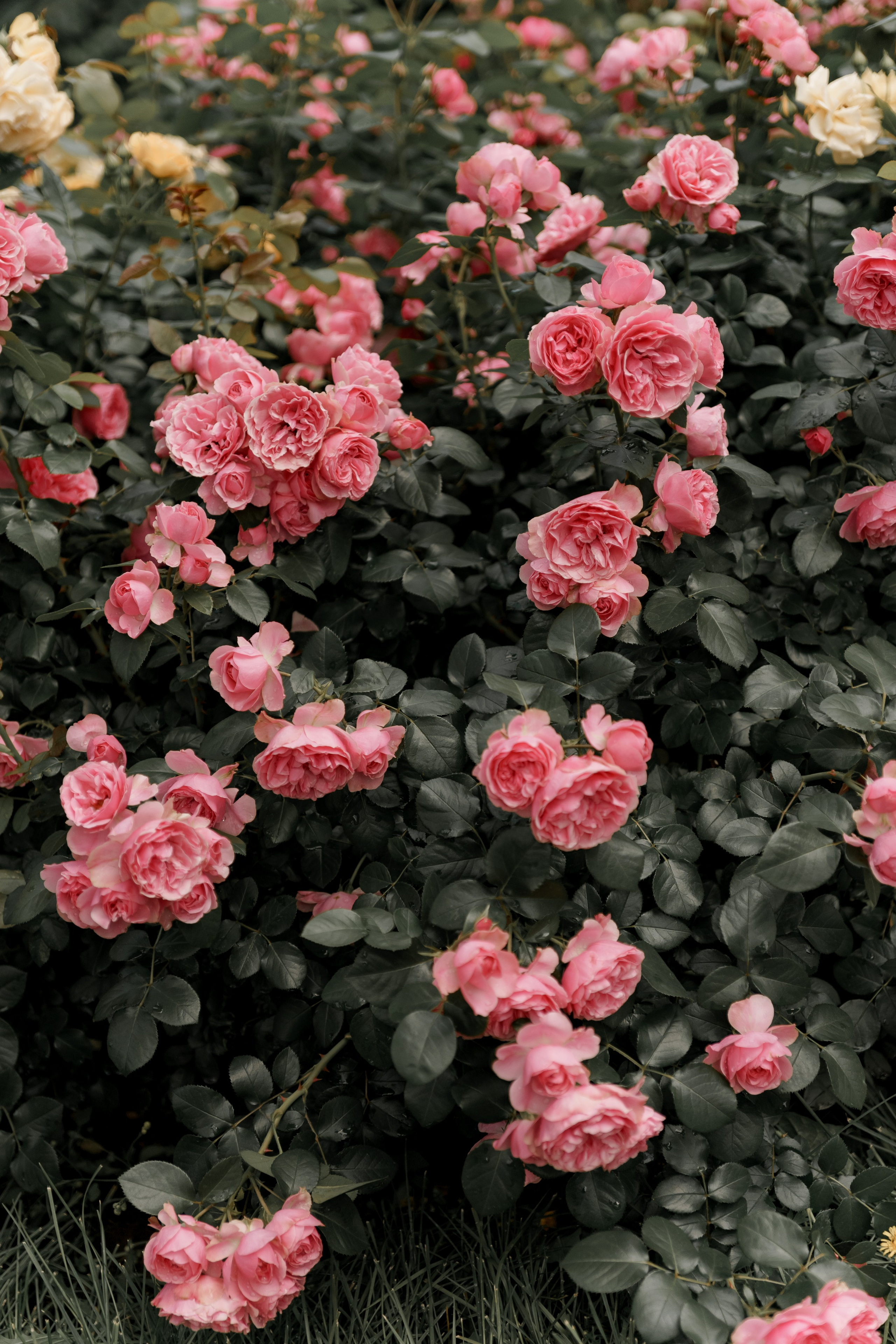 Wedding 14.06.2025. Свадебный и индивидуальный фотограф из Казани