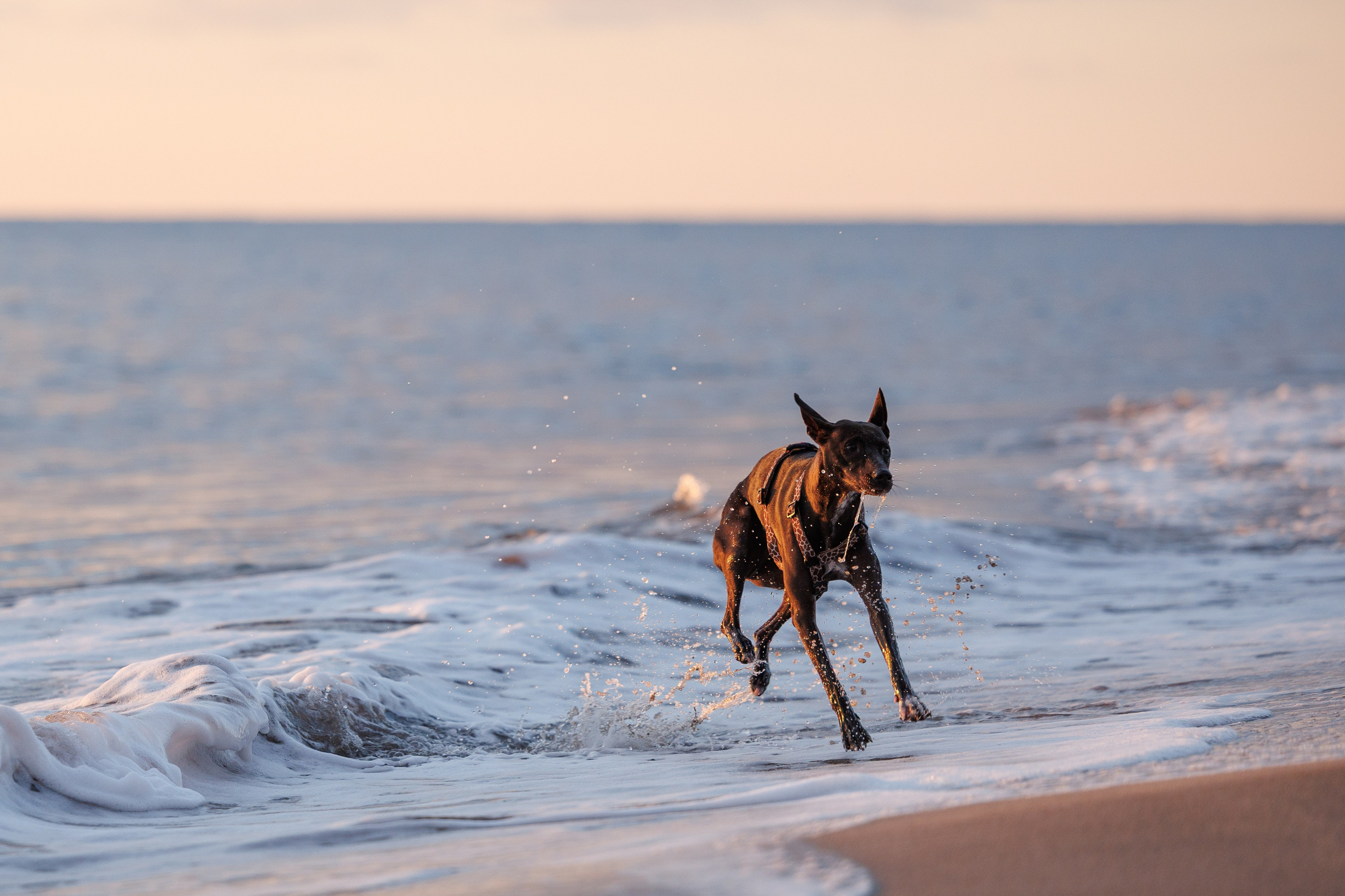 Финик. Фотограф анималист в Казани Алина Сулейманова. Фотограф животных
