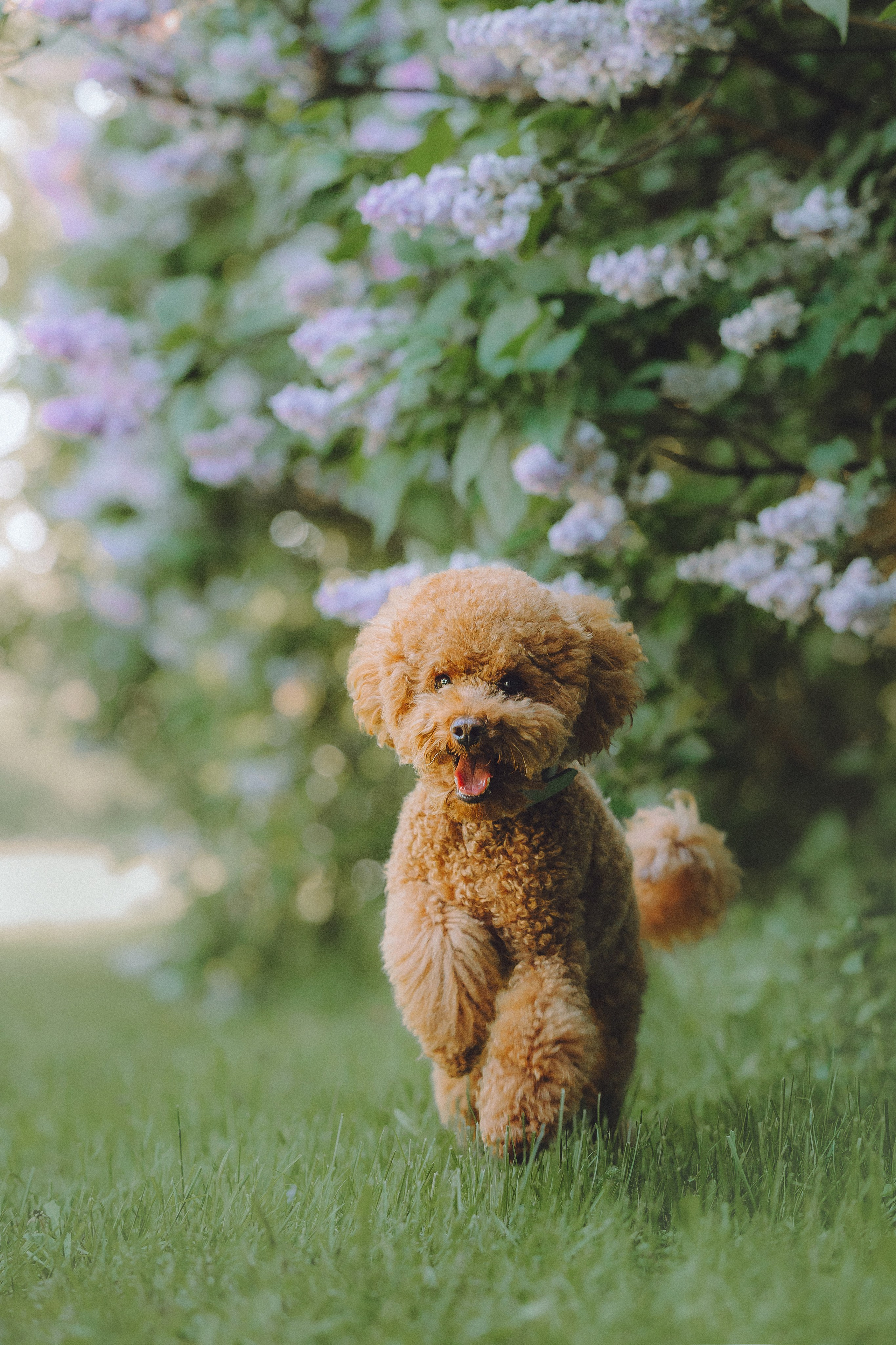 Марья и Буба