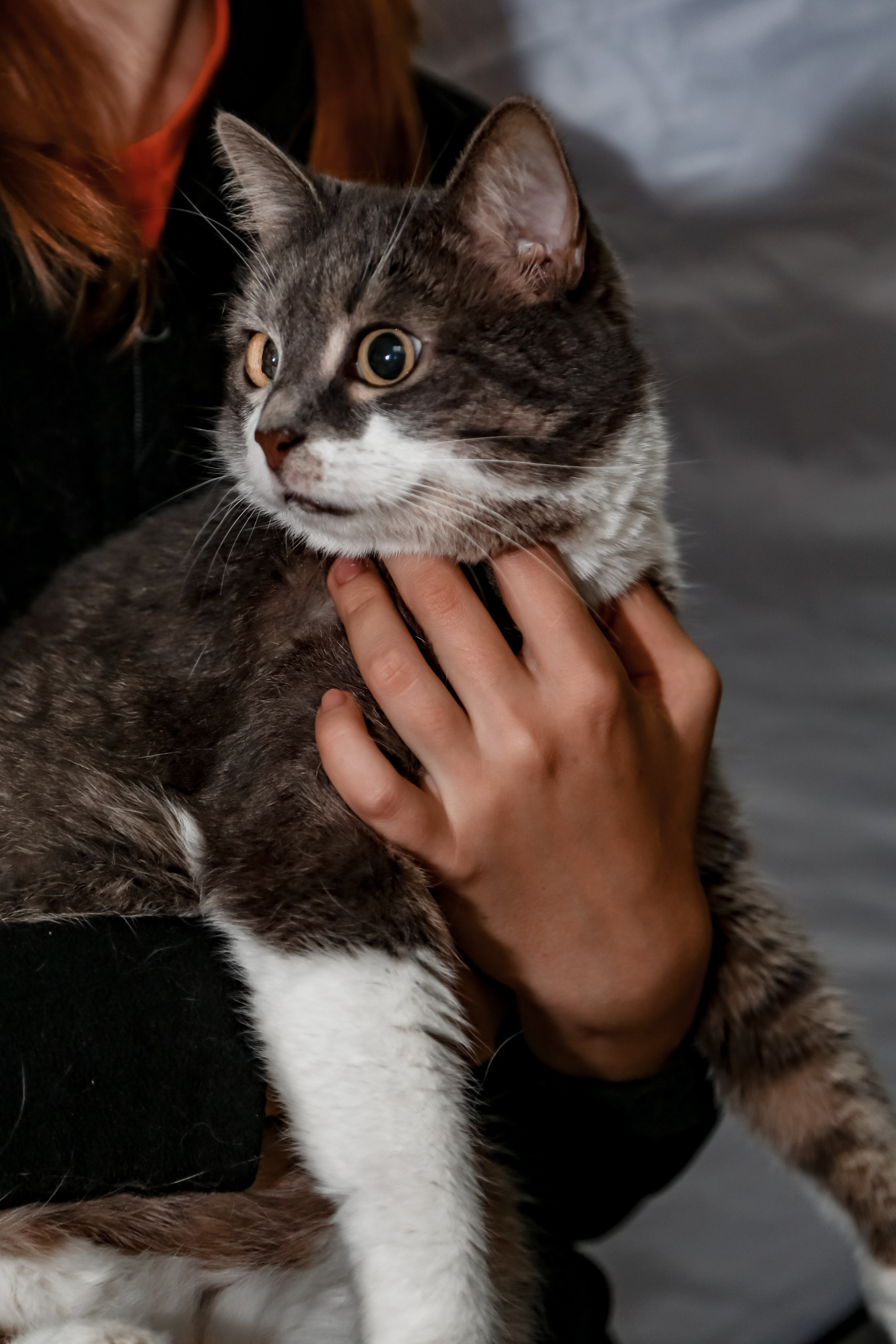 Приют Кошкин Дом Филимоша. Ваш фотограф в Оренбурге Рощупкина Екатерина