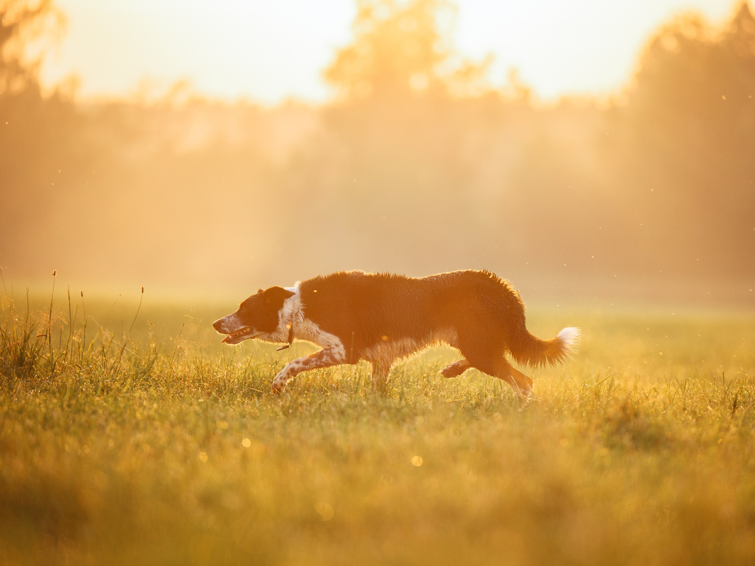 Пастьба. Семейный фотограф анималист Ананьева Мария — Москва