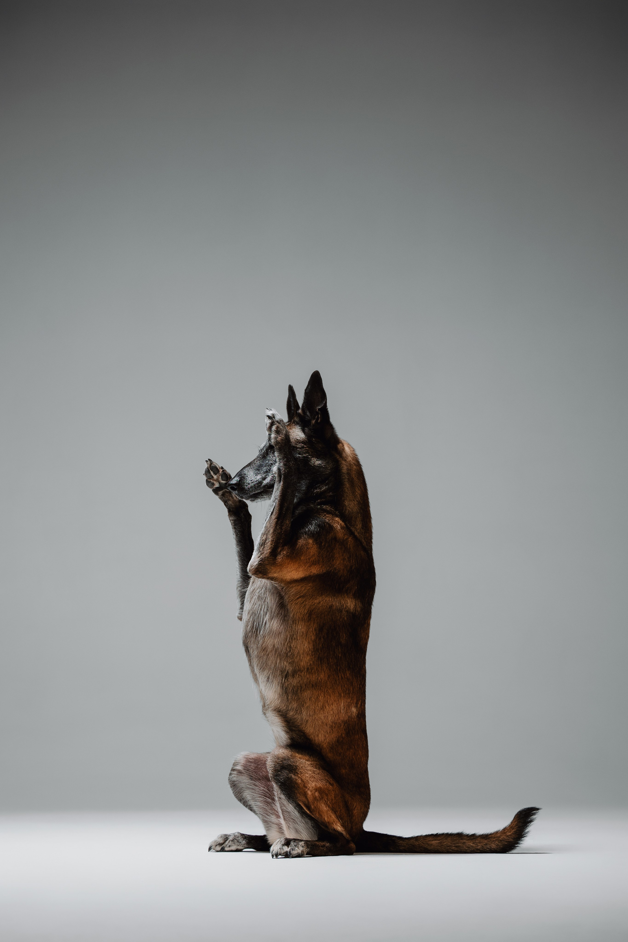 Нави, Кора и Фокус. Семейный фотограф анималист Ананьева Мария — Москва