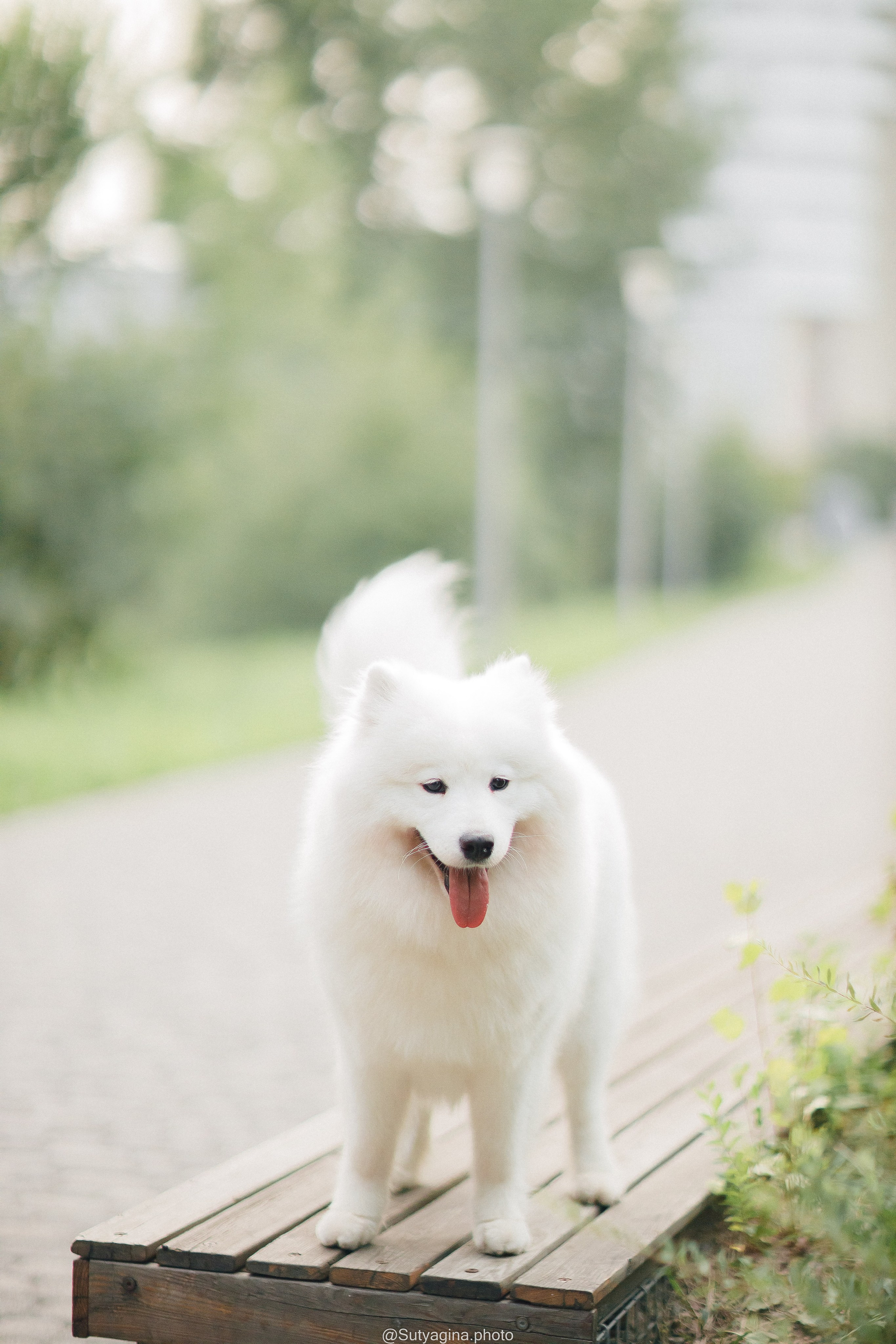 Самоед Рея. Свадебный и женский фотограф