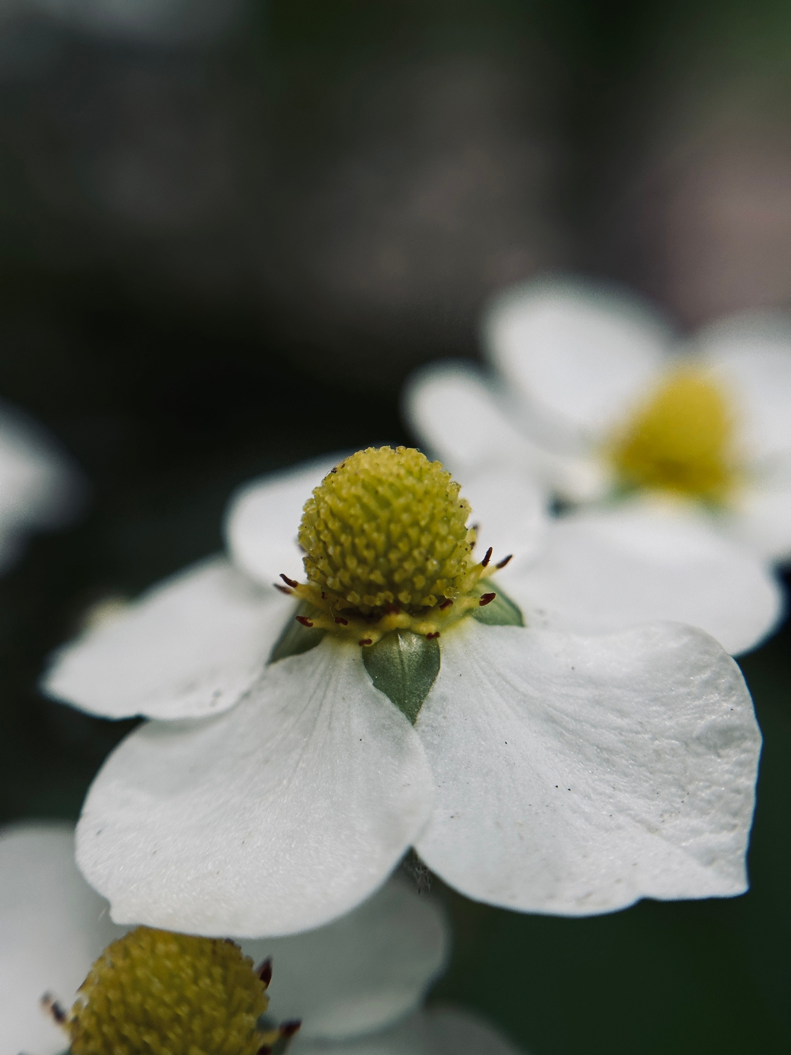 Макро любовь. Смотри, красота!