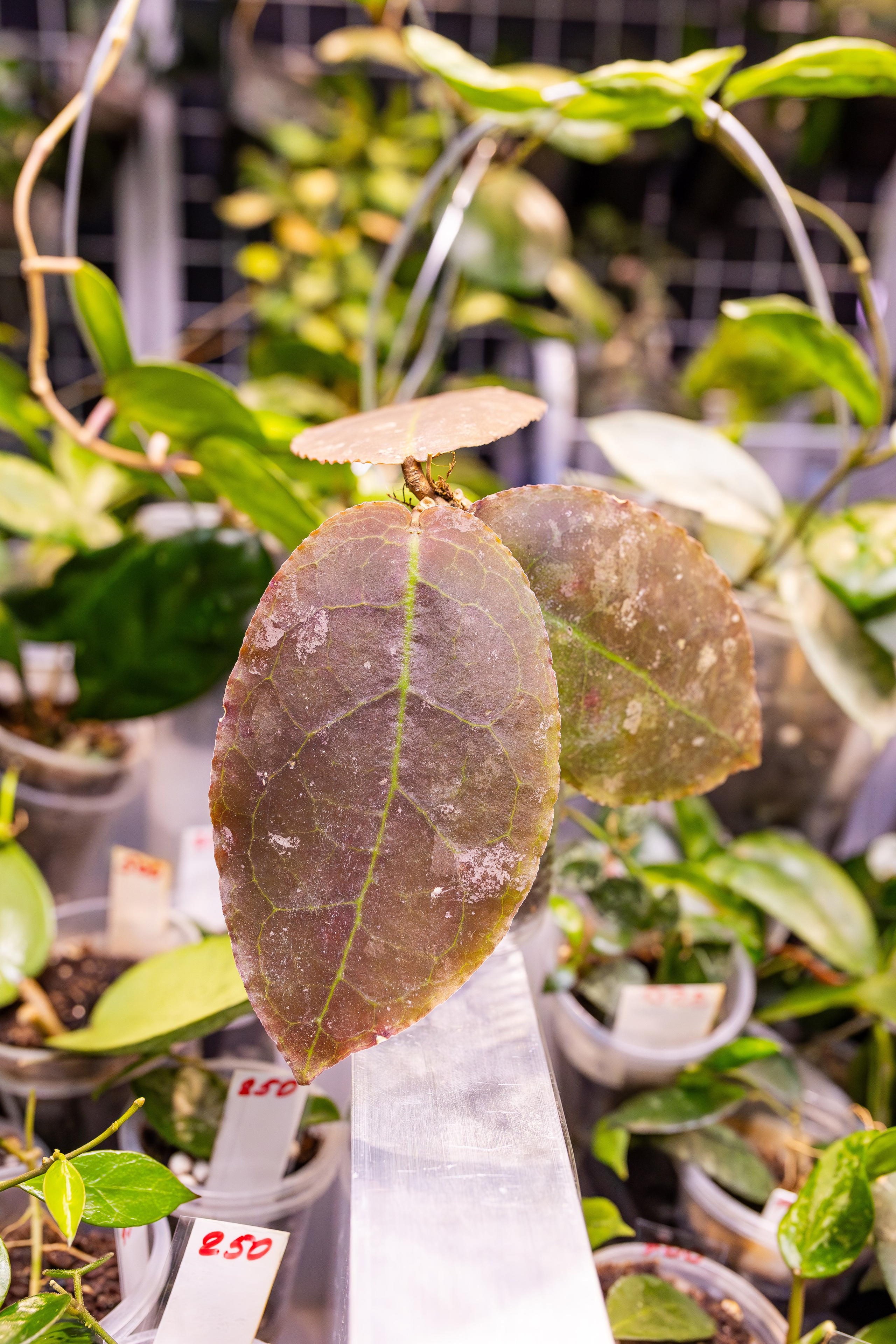 Орхидиум сентябрь 2025. Александра Куликова фотограф, Москва