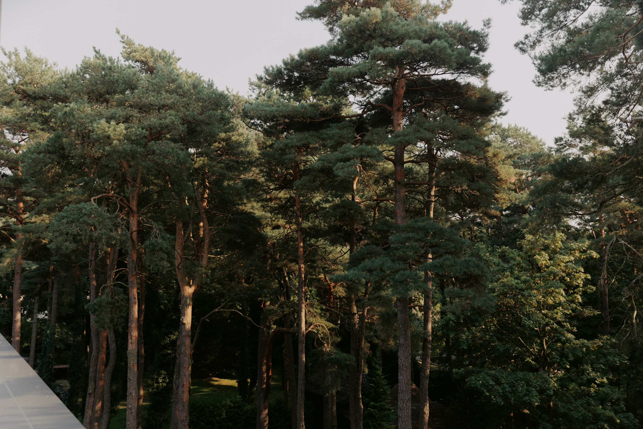 Мария и Дмитрий. Свадебный и портретный фотограф в Калининграде и Москве Марк Юдинцев