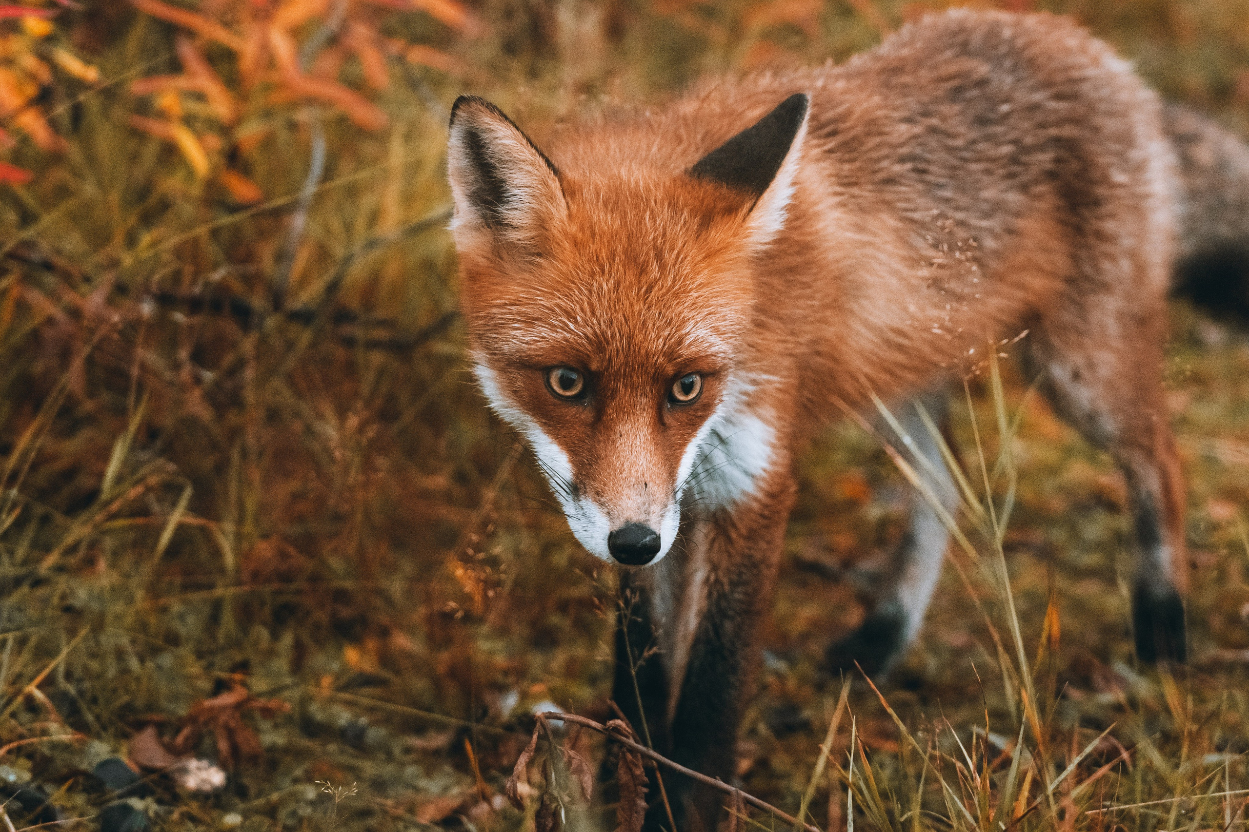 СЕВЕР. Event фотограф Степанова Александра