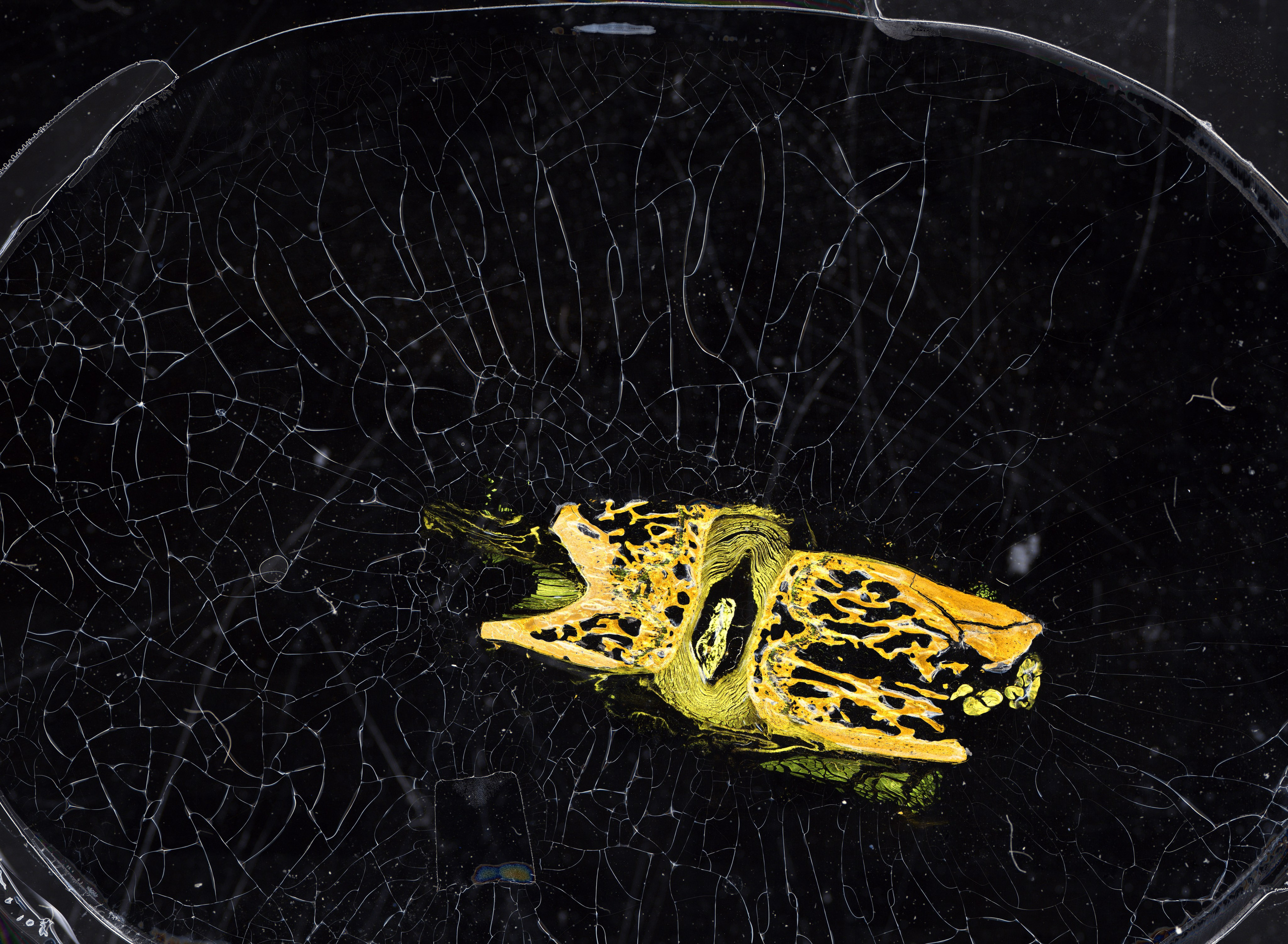 Три космоса. Фотограф Михаил Стенин