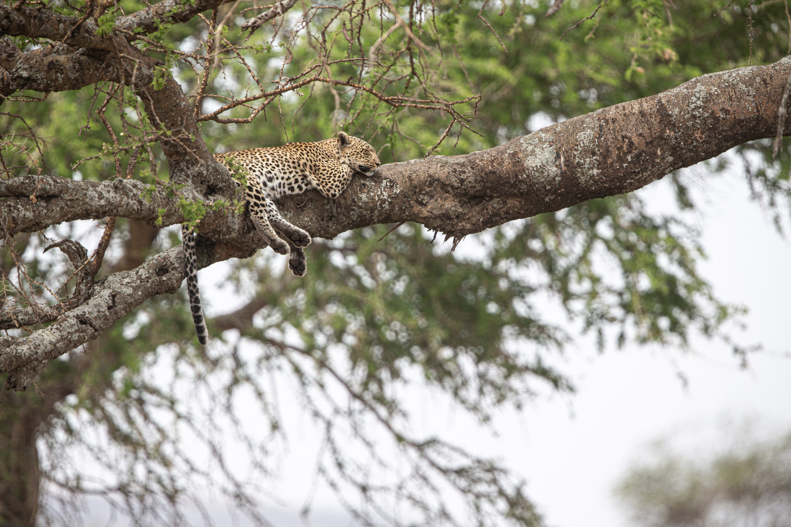 Танзания. Добродеева Алла фотограф, Москва