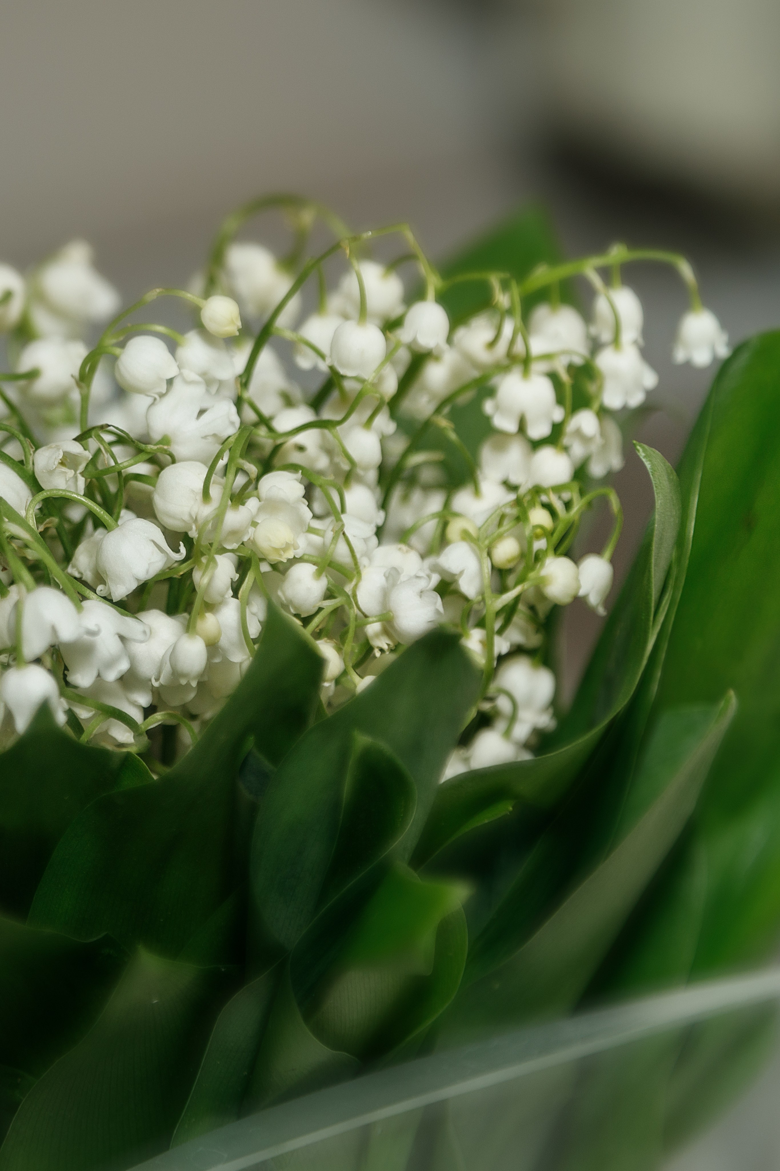 Проект «366»|2024|Фото каждый день. LENA GRACE photographer ||ЛЕНА ГРЭЙС фотограф