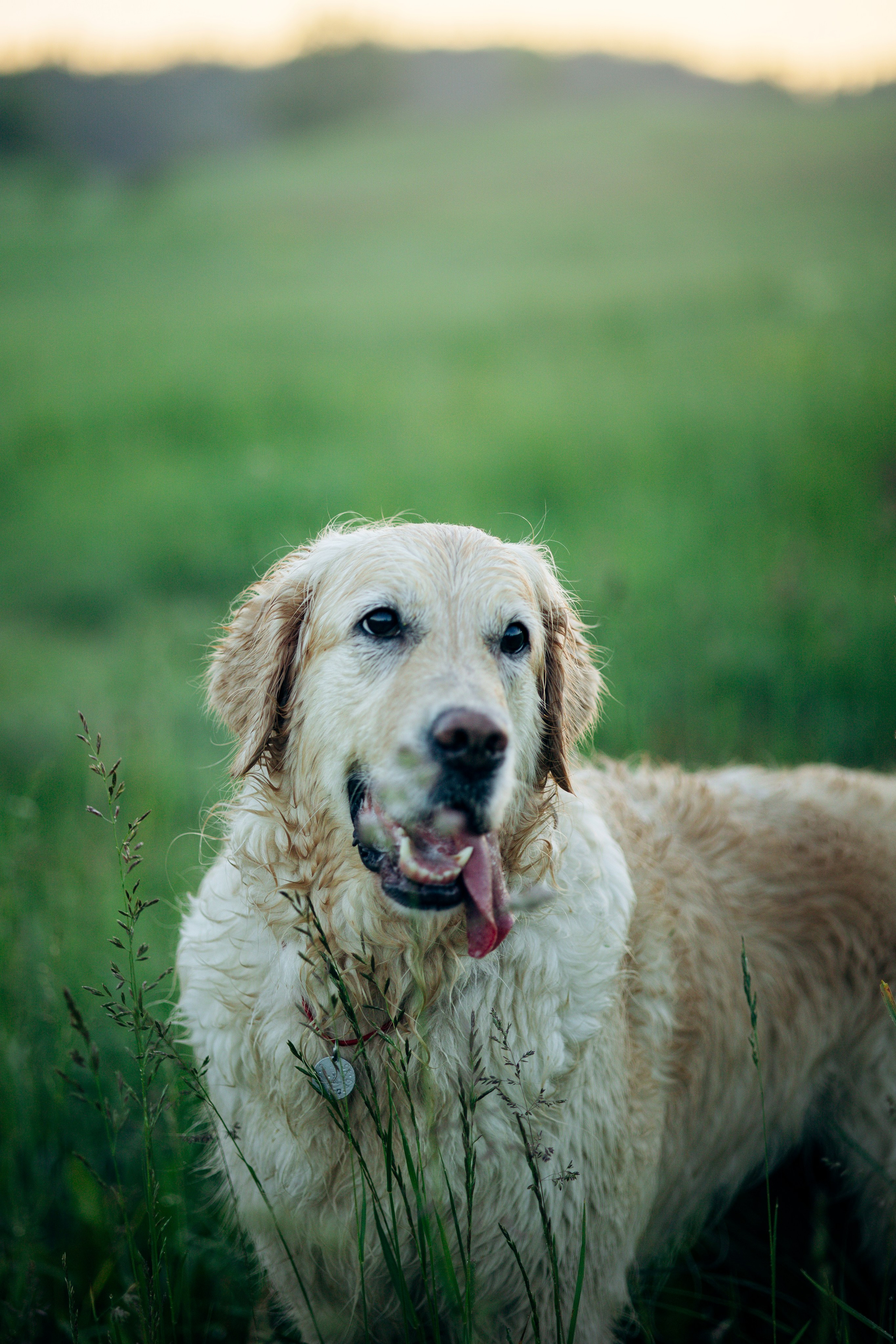 Юля и Руби. Фотограф — Анималист | Санкт-Петербург