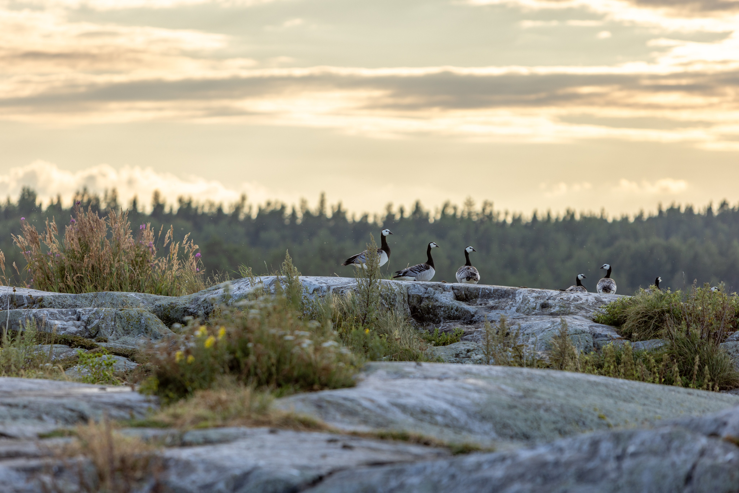 Ладога. Автомобильная фотография в Санкт-Петербурге