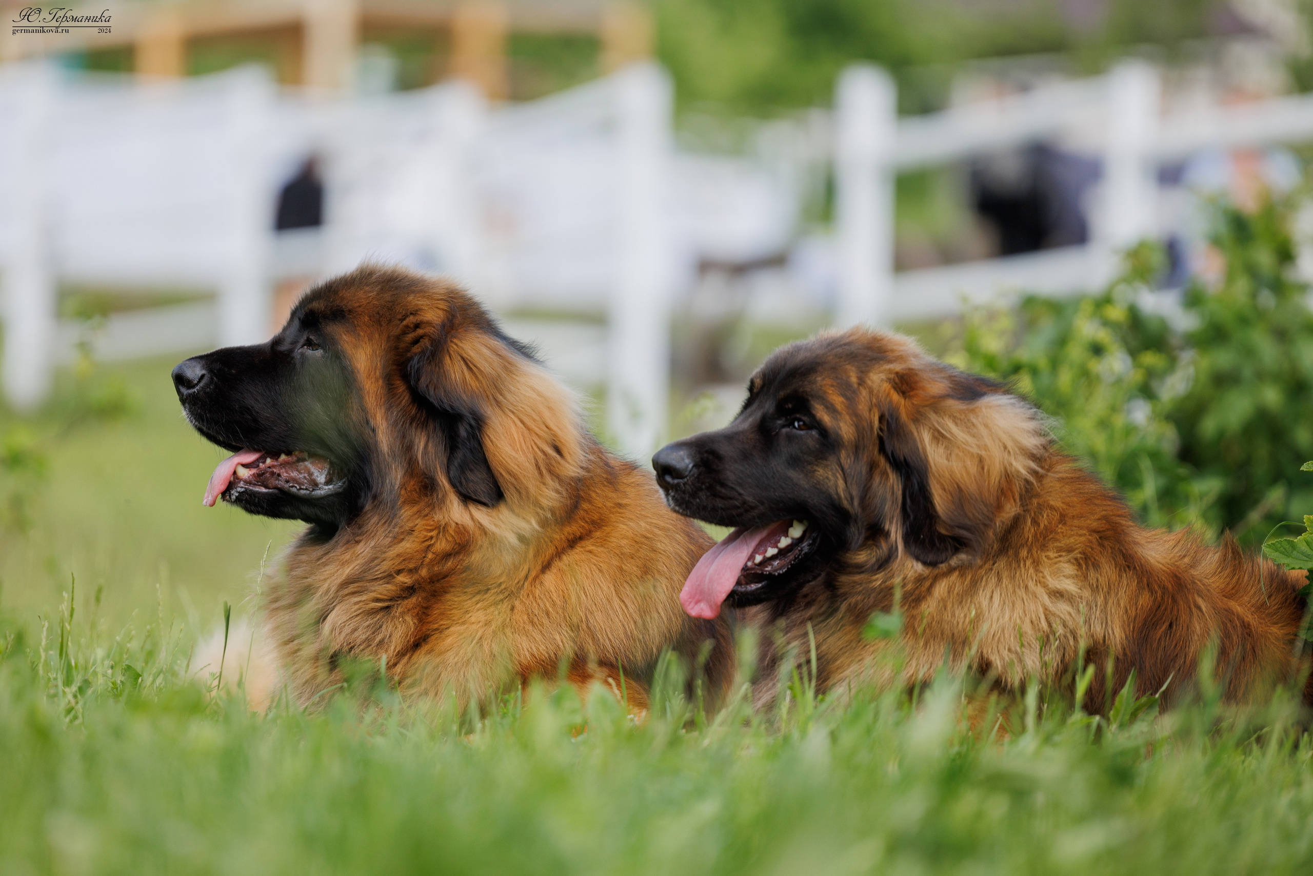 РОССИЯ 8-9.06.2024. Фотограф-анималист Юлия Германика