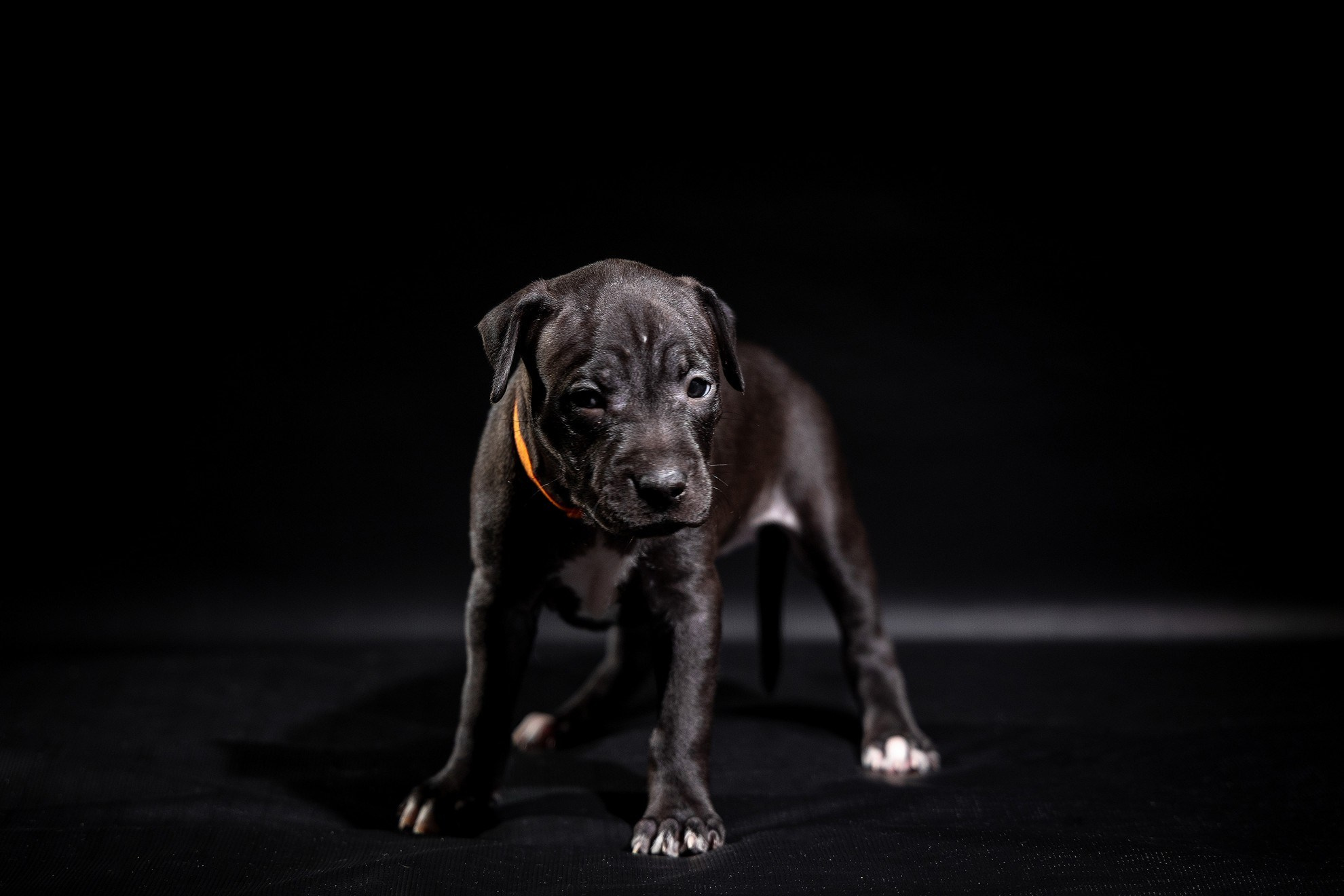 Щенки питов. Свадебный и репортажный фотограф в Москве и Московской области