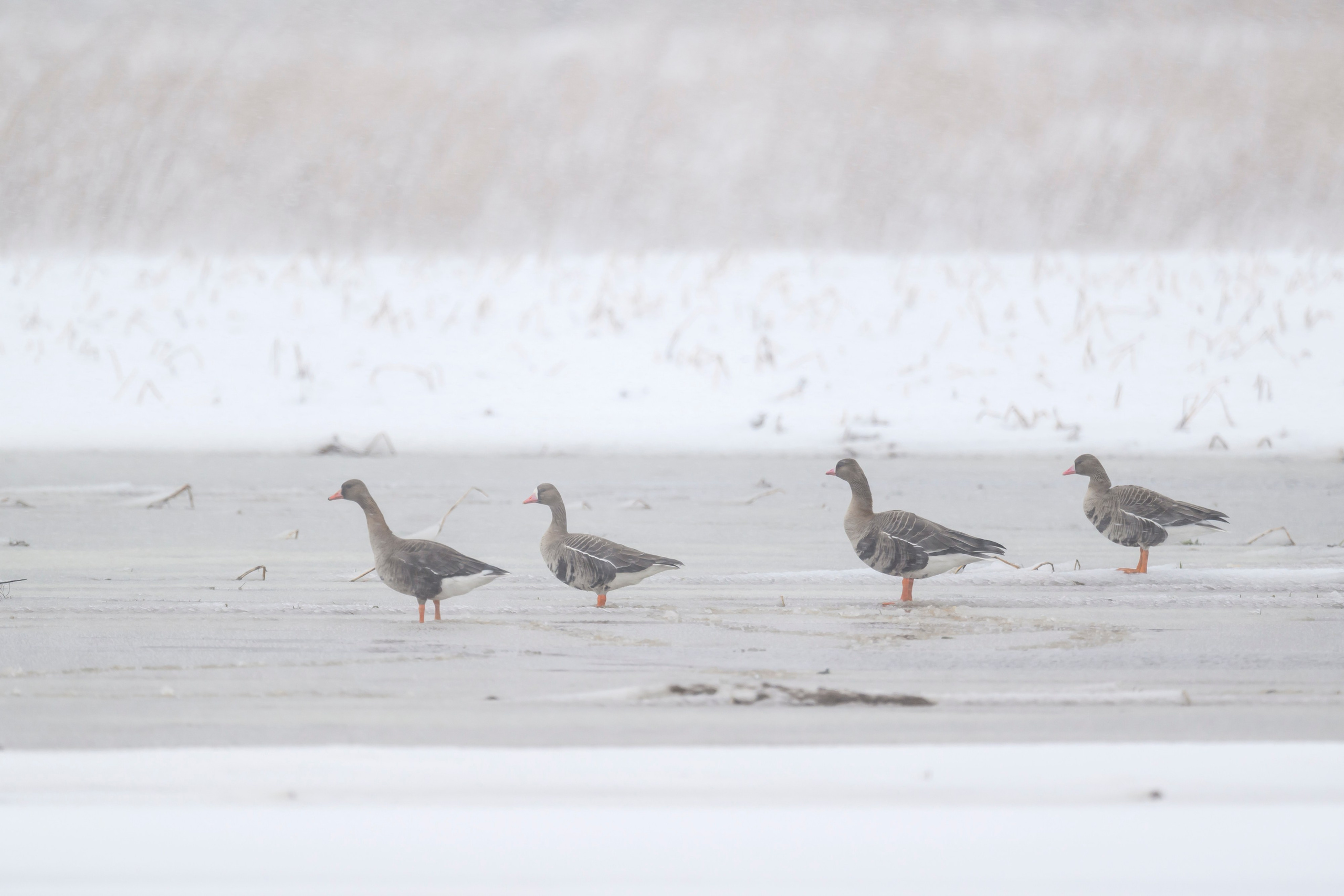 Метель продолжается. Wildlife photography by Sergey Puponin
