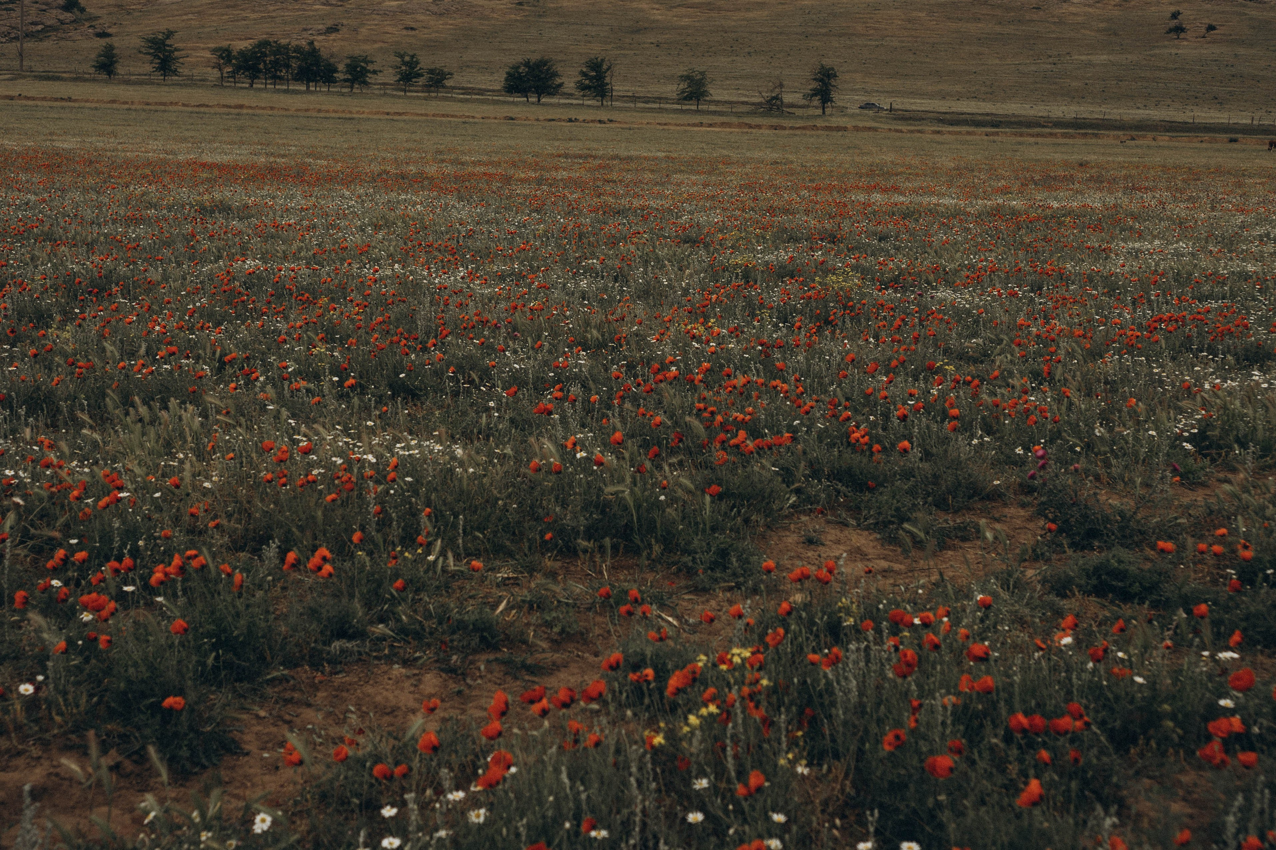 Кавказ. Профессиональный фотограф, Санкт-Петербург — Виктория Богомолова