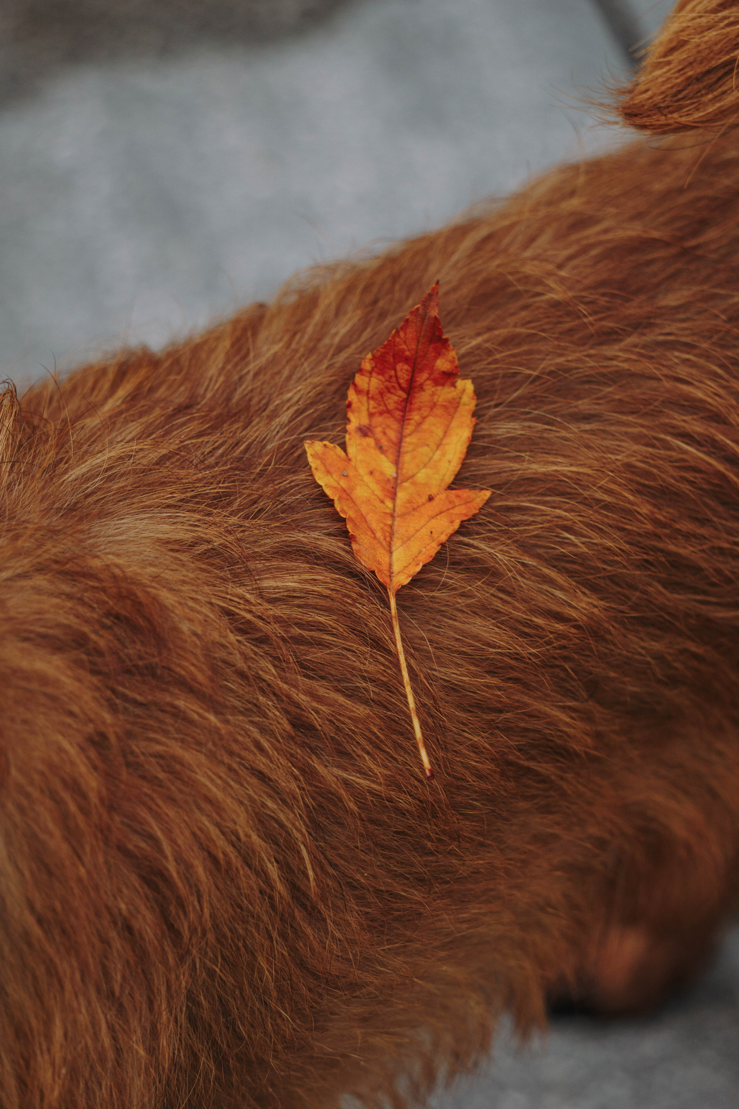 Наташа, Сережа и Хавьер. Фотограф-анималист Ксения Воробьева, Москва