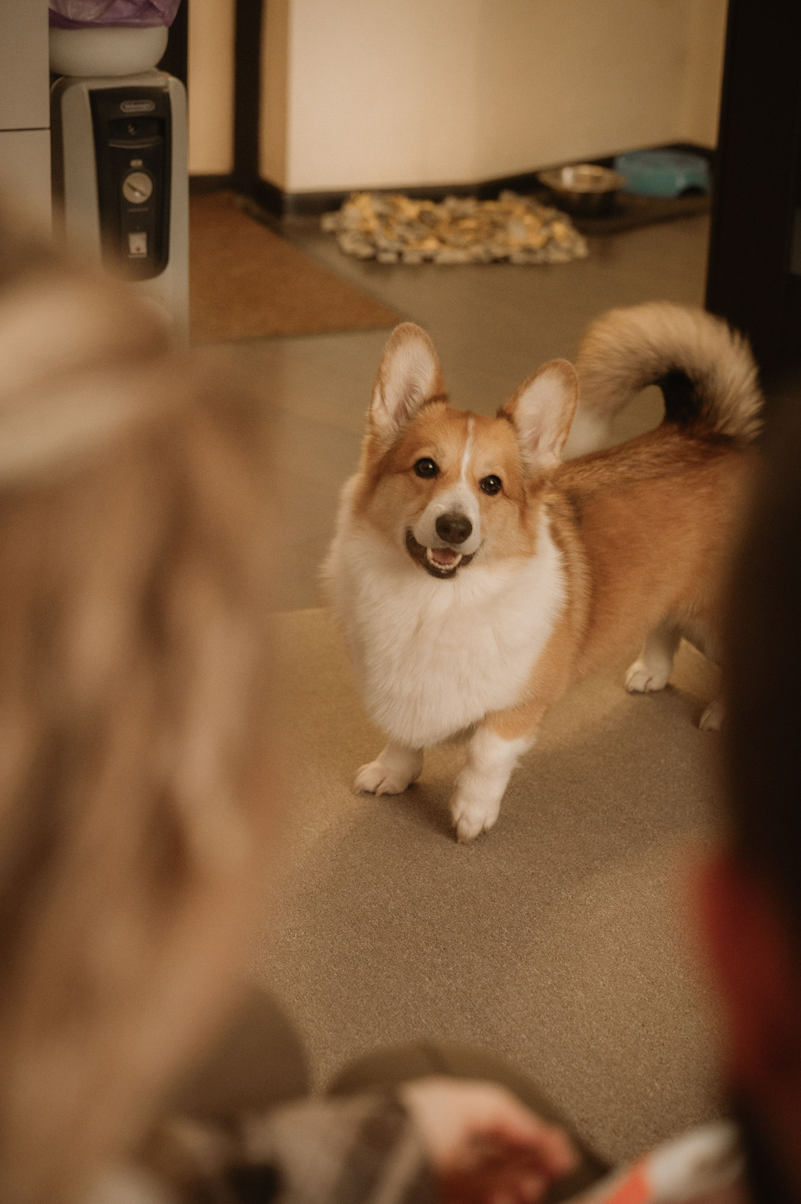 Лизавета, Никита и Мирослава. Фотограф беременности и семьи, домашние съемки, Ньюборн