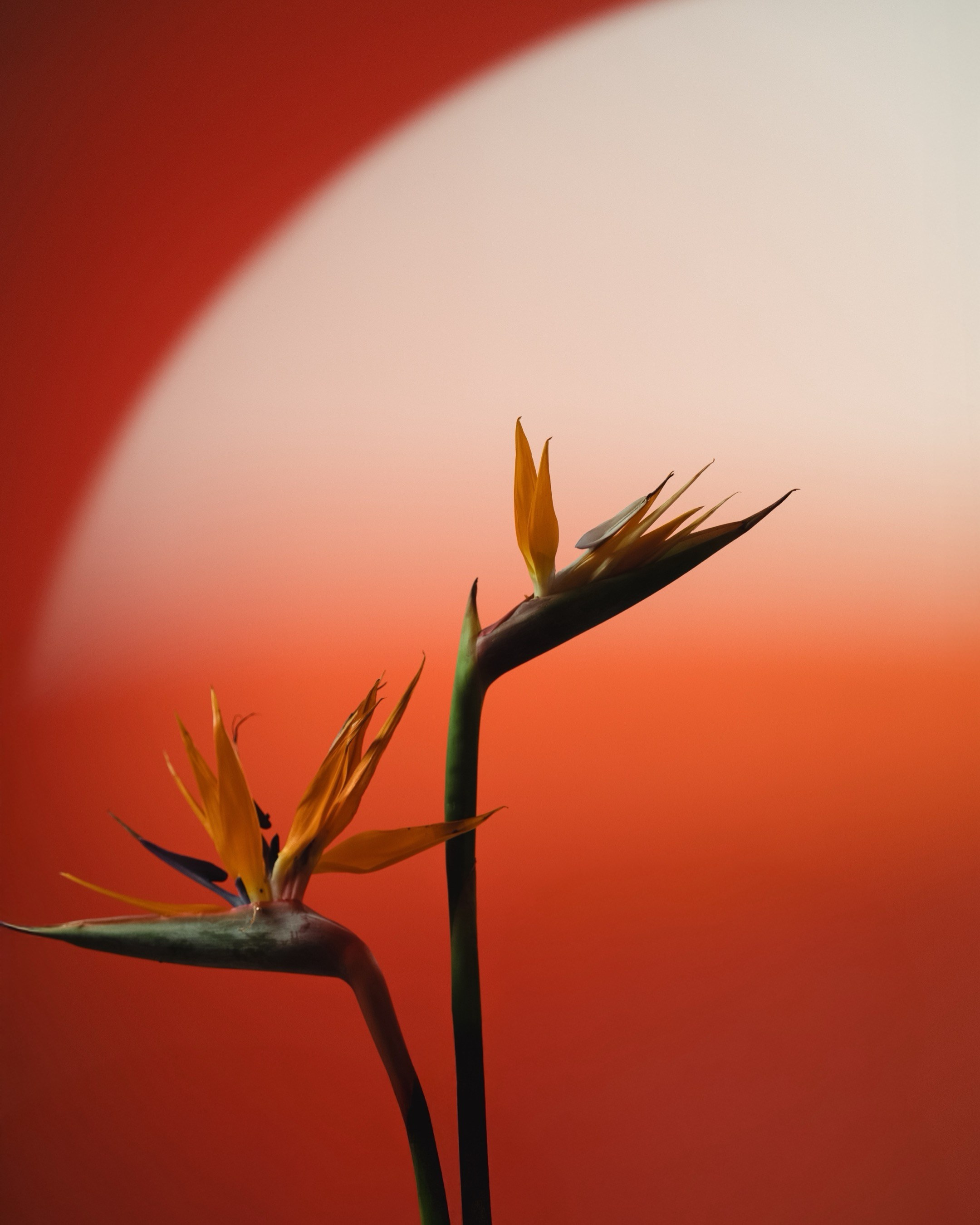 À la russe. Свадебный фотограф Москва, Санкт-Петербург