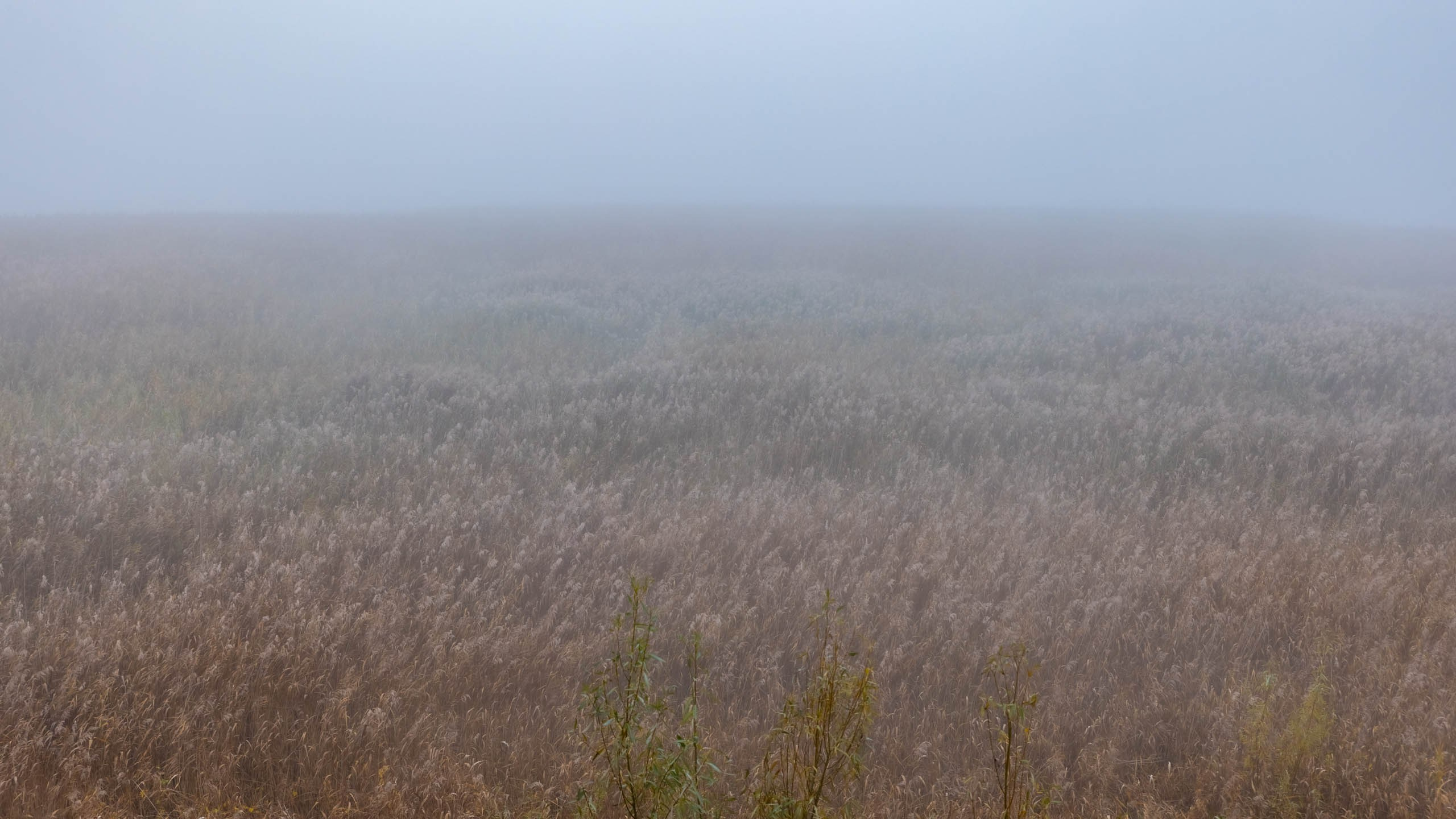 2024 10 Зеленоградск, Светлогорск, Куршская коса. Фотографии