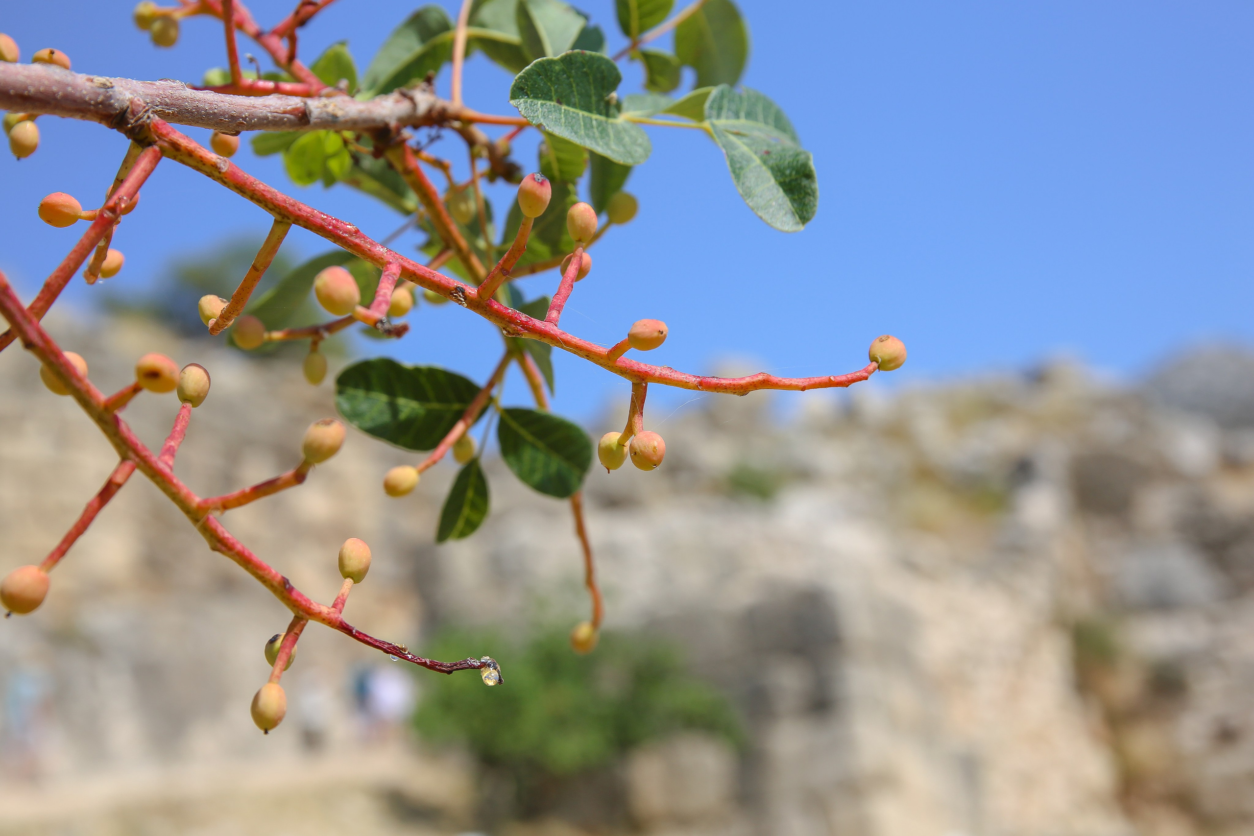Греция: Коринф, Эпидавр, Олимпия, Микены. Дарья Письменюк / Darya Leitstern — фотограф, музыкант, журналист, путешественник