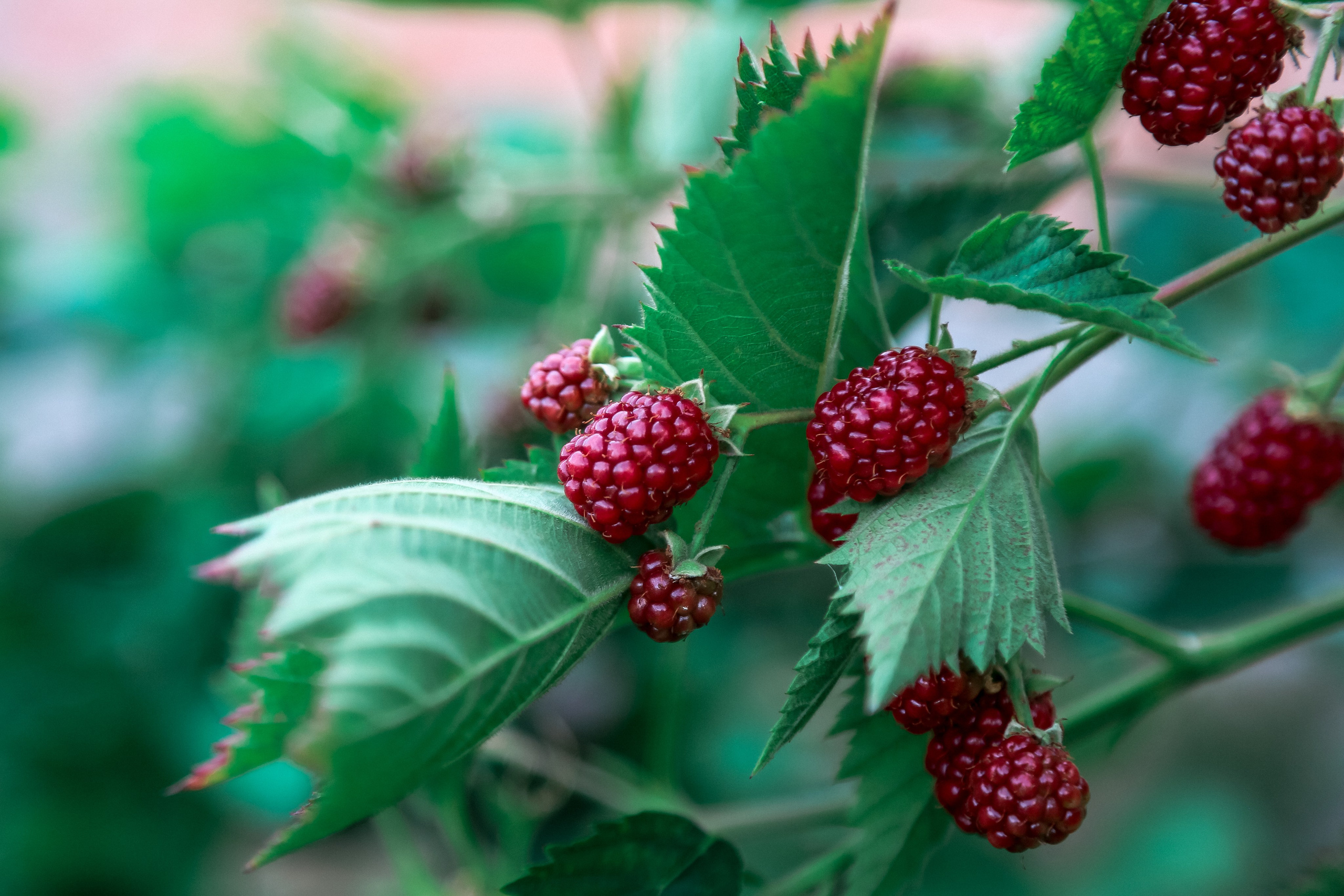 Ростов Великий. Дарья Письменюк / Darya Leitstern — фотограф, музыкант, журналист, путешественник