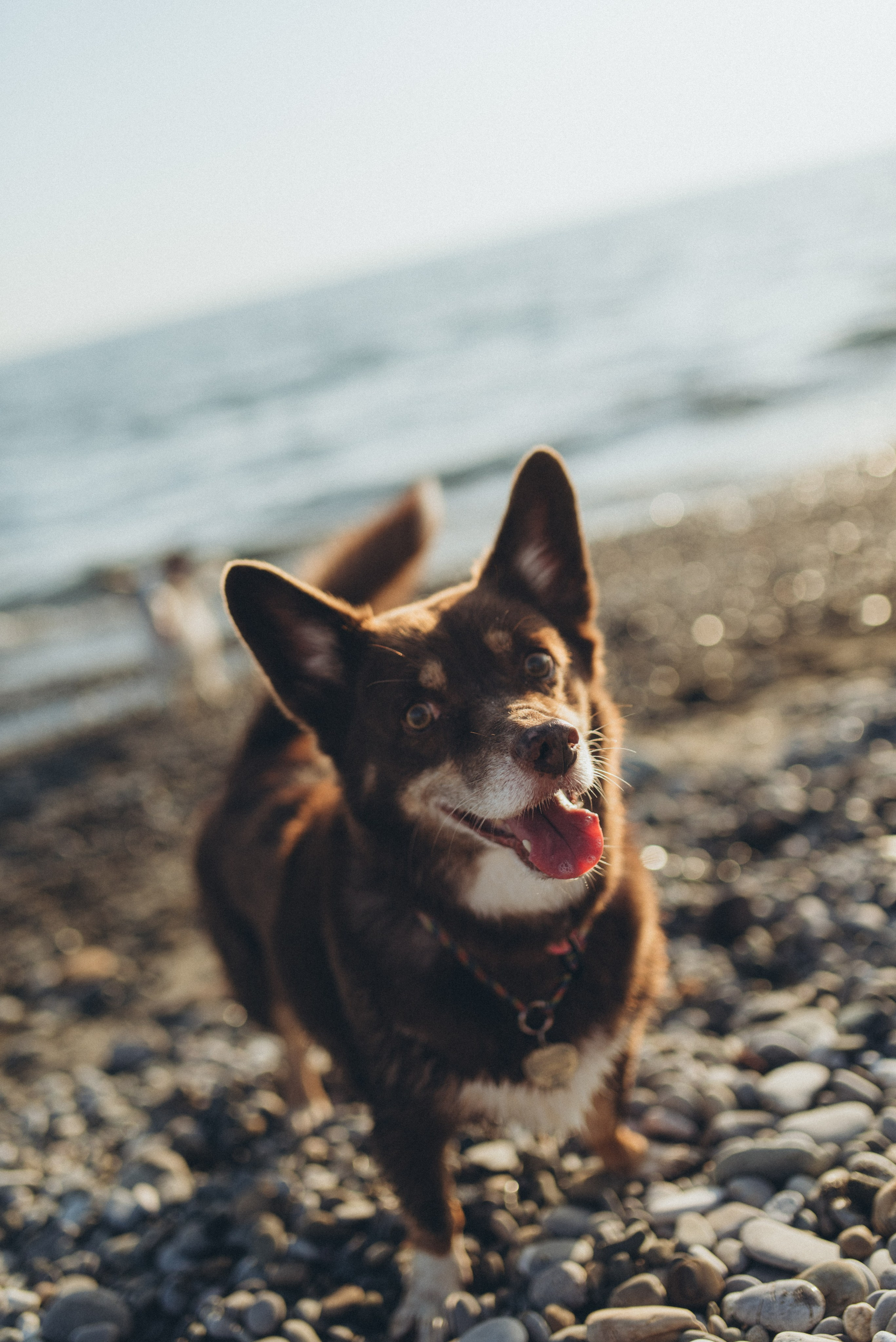 🐕 Катя и Дима 🐕. Фотограф в Сочи — Маргарита Поганова