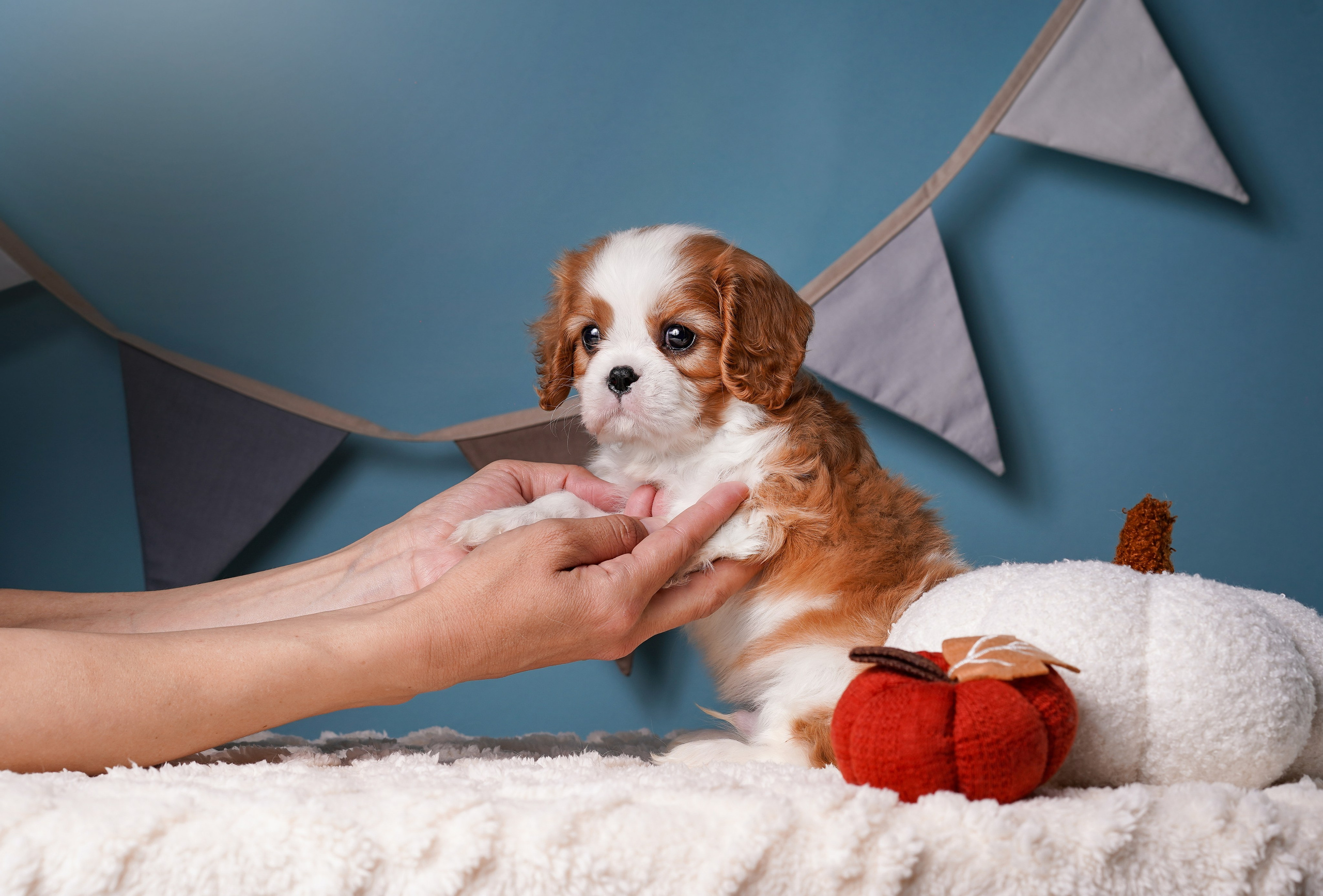 Щенки кавалера. Фотограф-анималист в Санкт-Петербурге Яна Мартынова