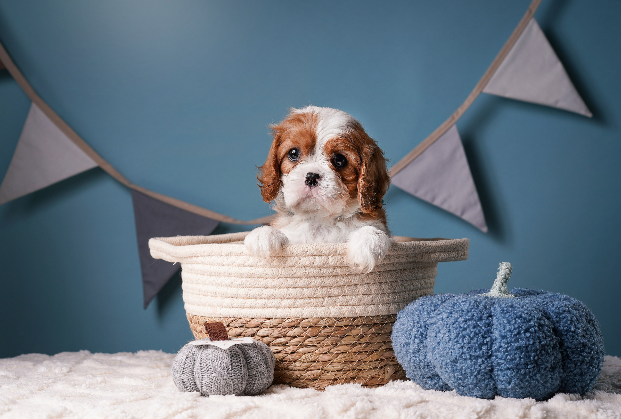 Щенки кавалера. Фотограф-анималист в Санкт-Петербурге Яна Мартынова